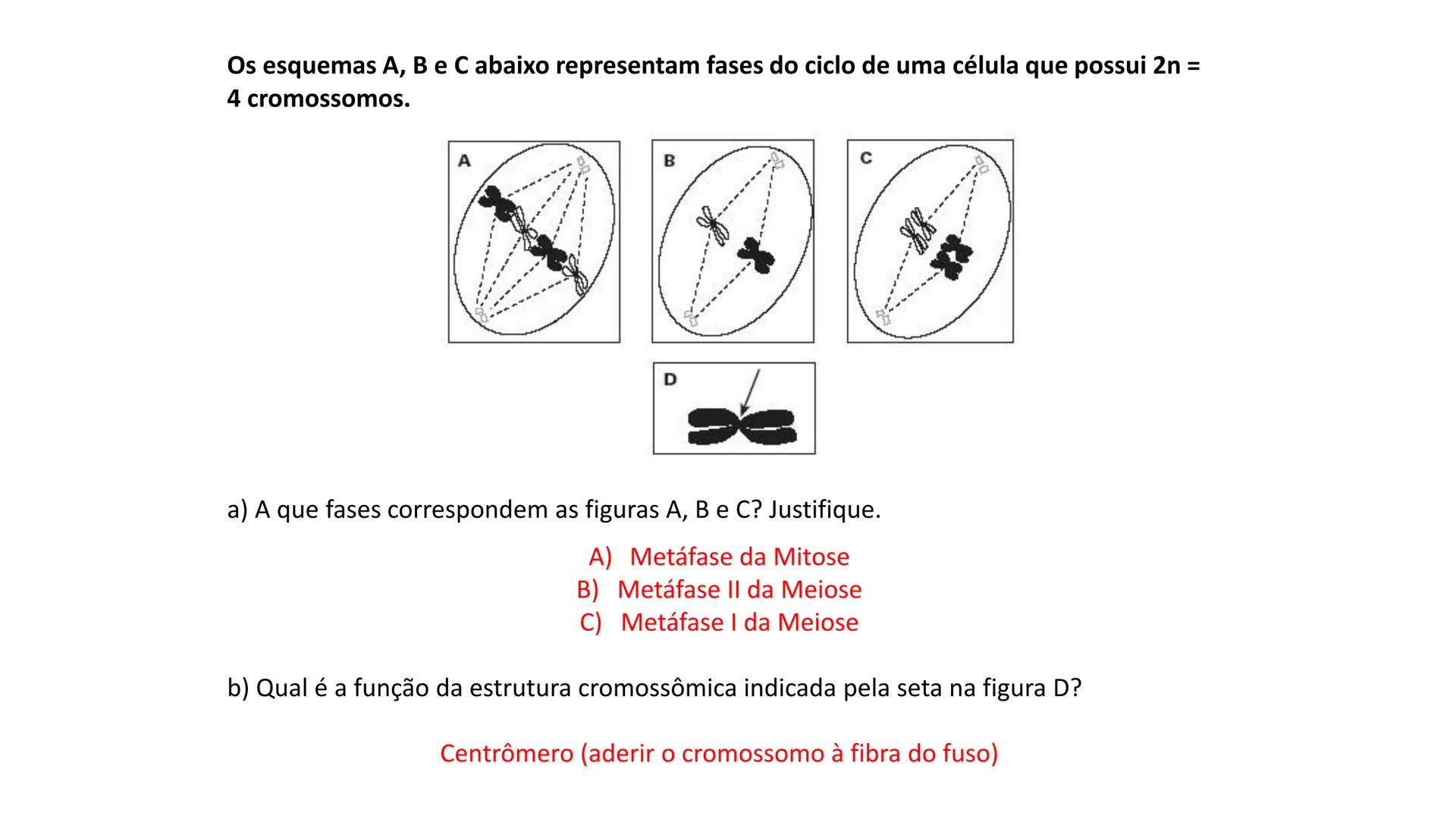Aula
Programada
Biologia
Tema:
Divisão celular:
Mitose e Meiose
Biologia
Biologia
Divisão Celular: Mitose e Meiose Divisão Celular: Mitose e