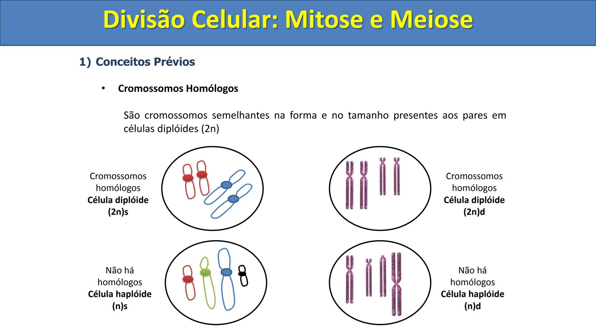 Aula
Programada
Biologia
Tema:
Divisão celular:
Mitose e Meiose
Biologia
Biologia
Divisão Celular: Mitose e Meiose Divisão Celular: Mitose e