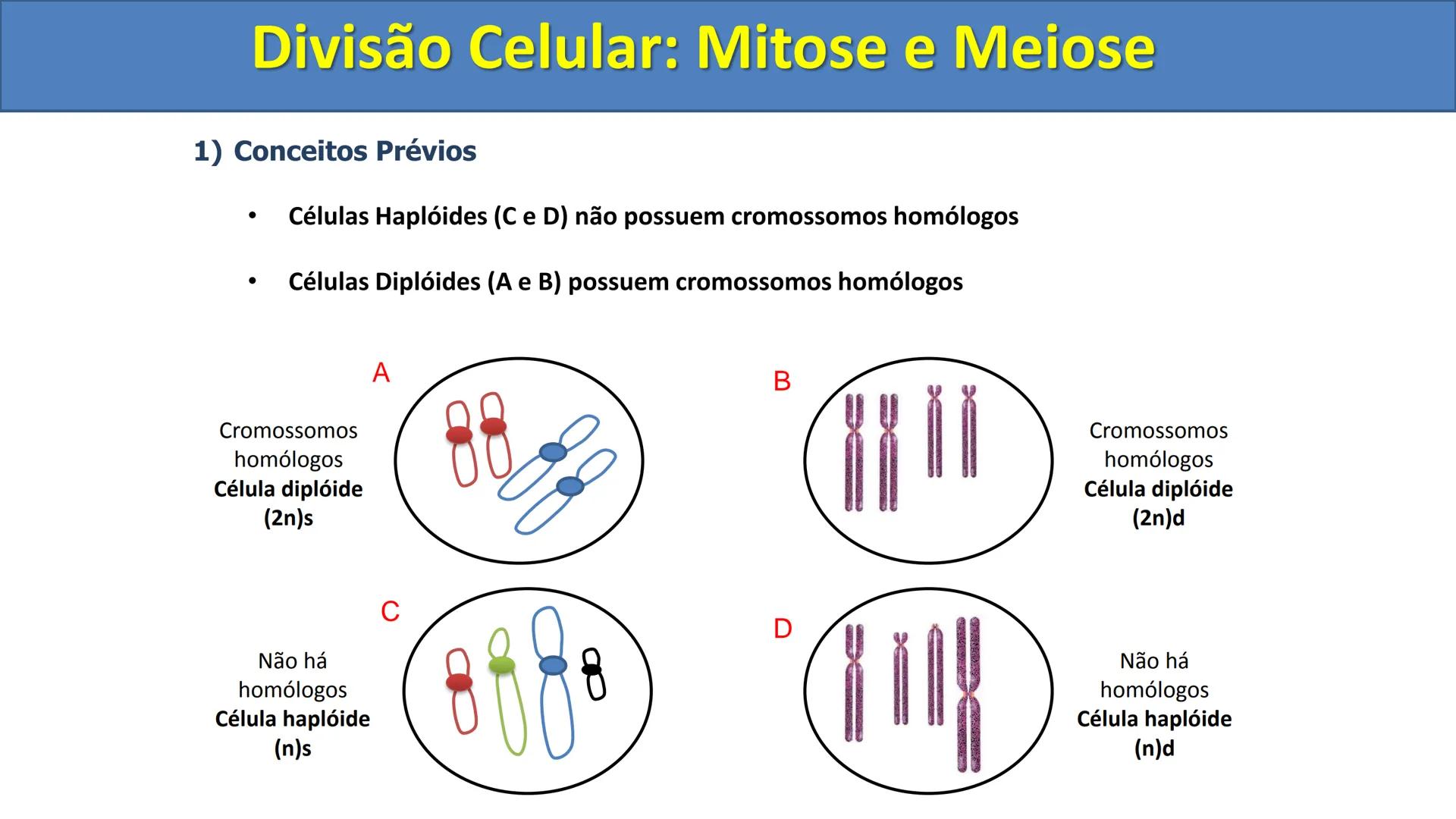 Aula
Programada
Biologia
Tema:
Divisão celular:
Mitose e Meiose
Biologia
Biologia
Divisão Celular: Mitose e Meiose Divisão Celular: Mitose e