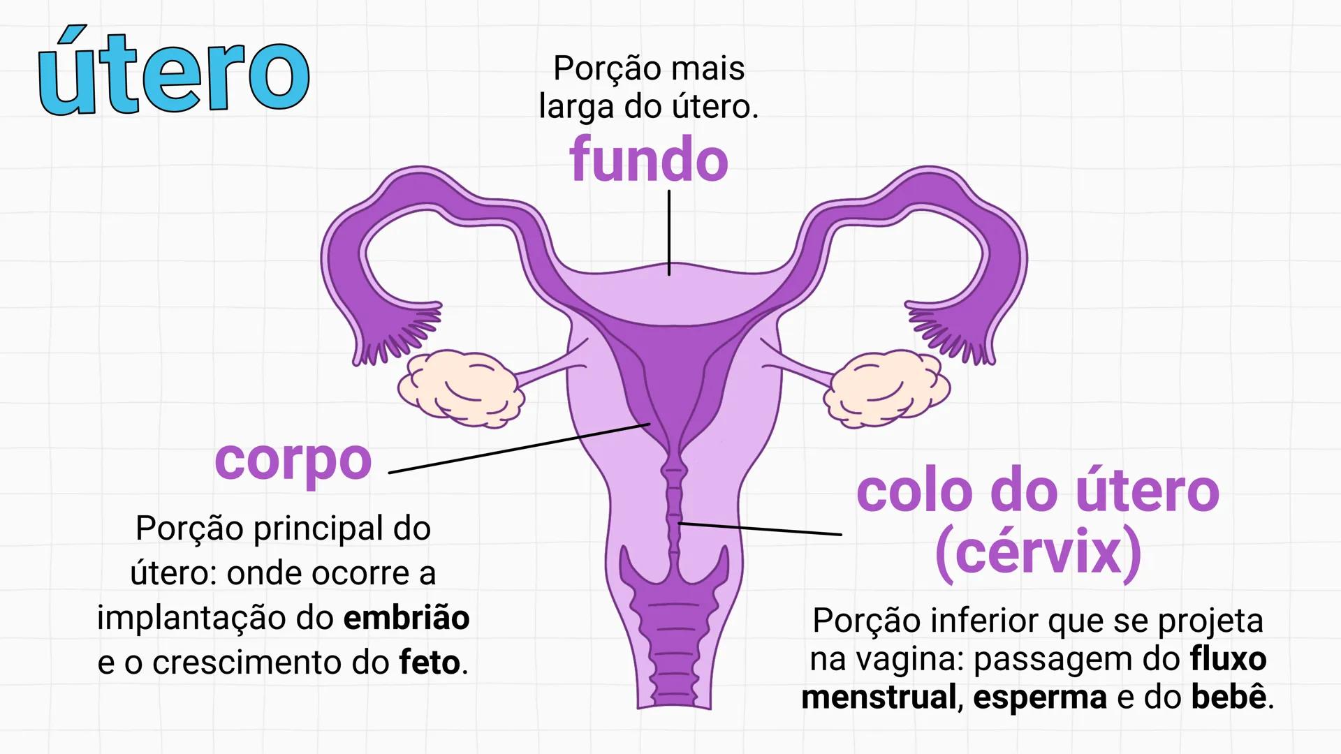 NA AULA DE HOJE...
SISTEMA
GENITAL
FEMININO
PROF. Me. Tatiane
Damasceno # Porque só as mulheres menstruam?
O que você acha? # Porque só a