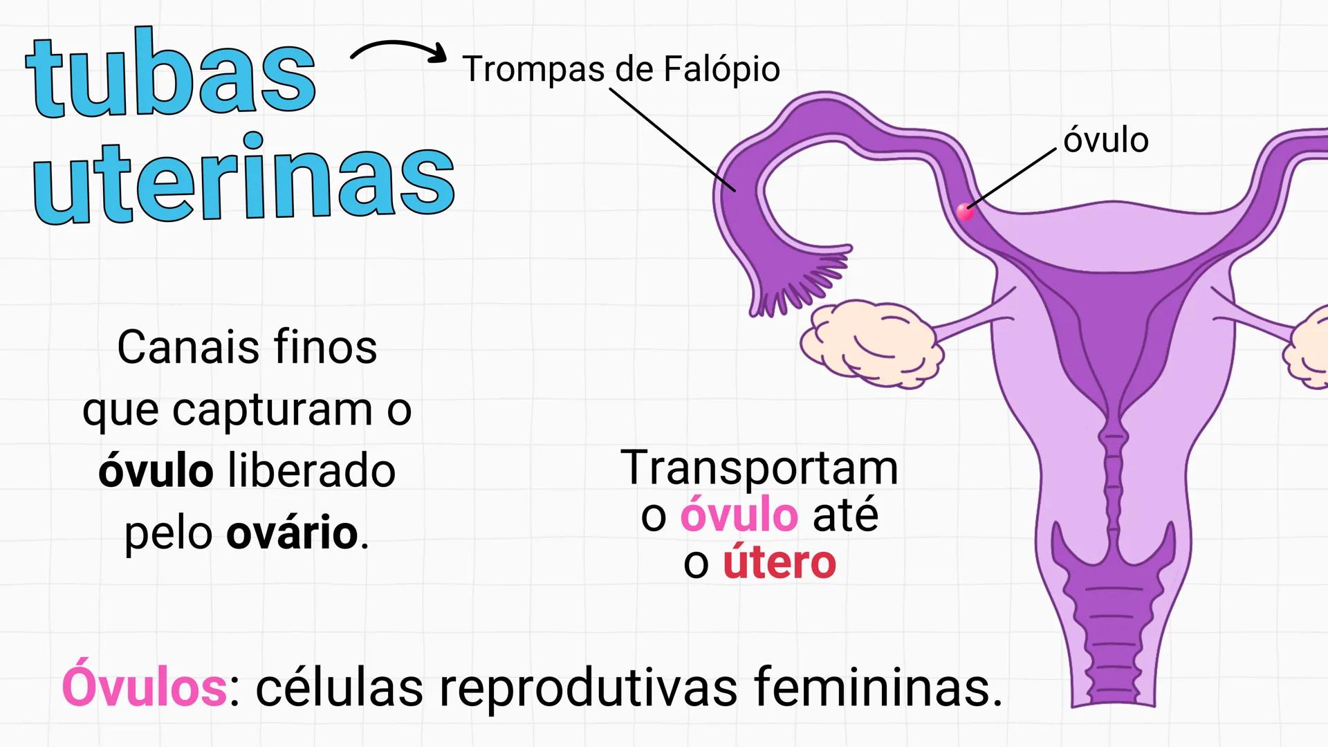 NA AULA DE HOJE...
SISTEMA
GENITAL
FEMININO
PROF. Me. Tatiane
Damasceno # Porque só as mulheres menstruam?
O que você acha? # Porque só a
