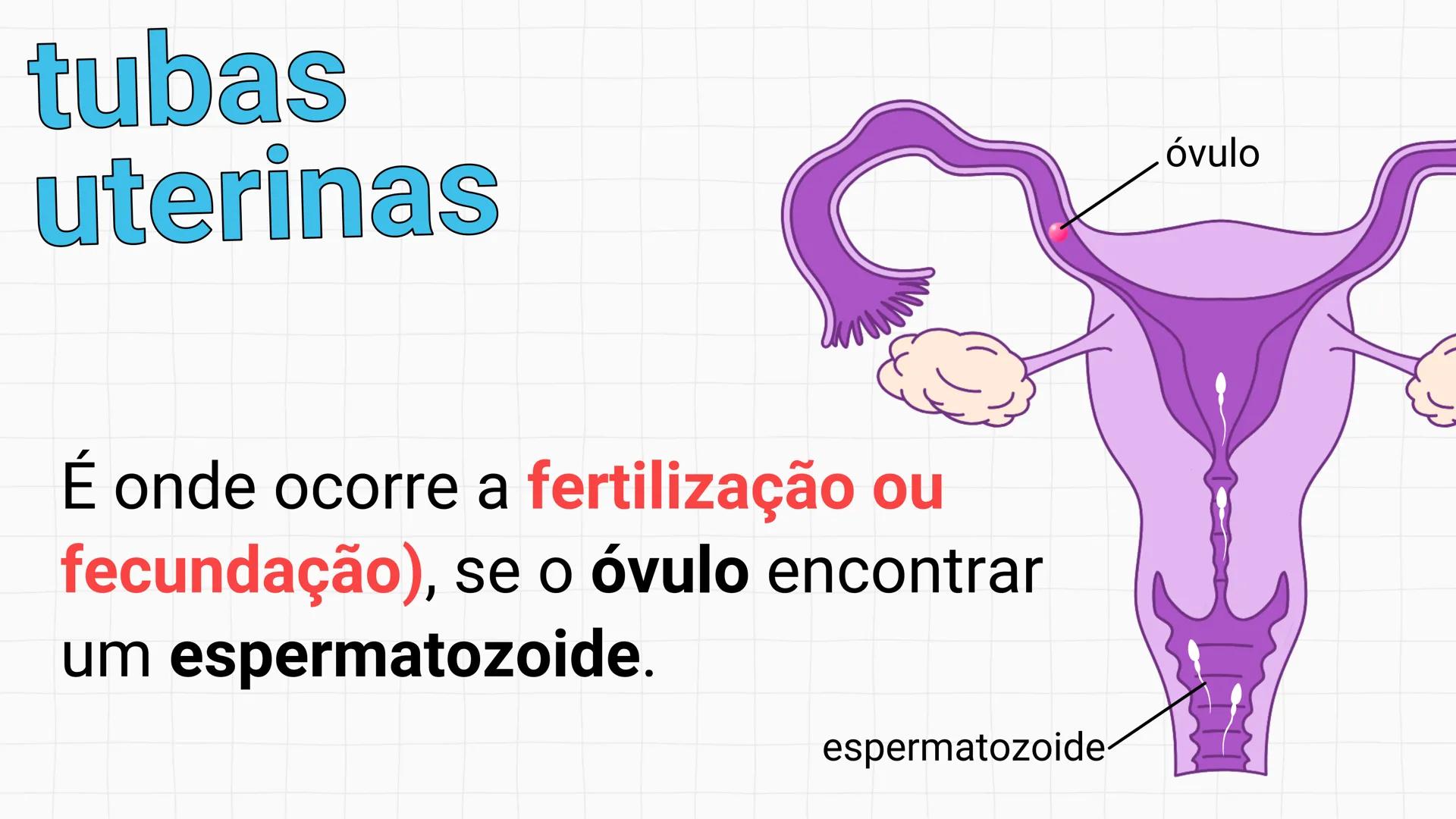 NA AULA DE HOJE...
SISTEMA
GENITAL
FEMININO
PROF. Me. Tatiane
Damasceno # Porque só as mulheres menstruam?
O que você acha? # Porque só a