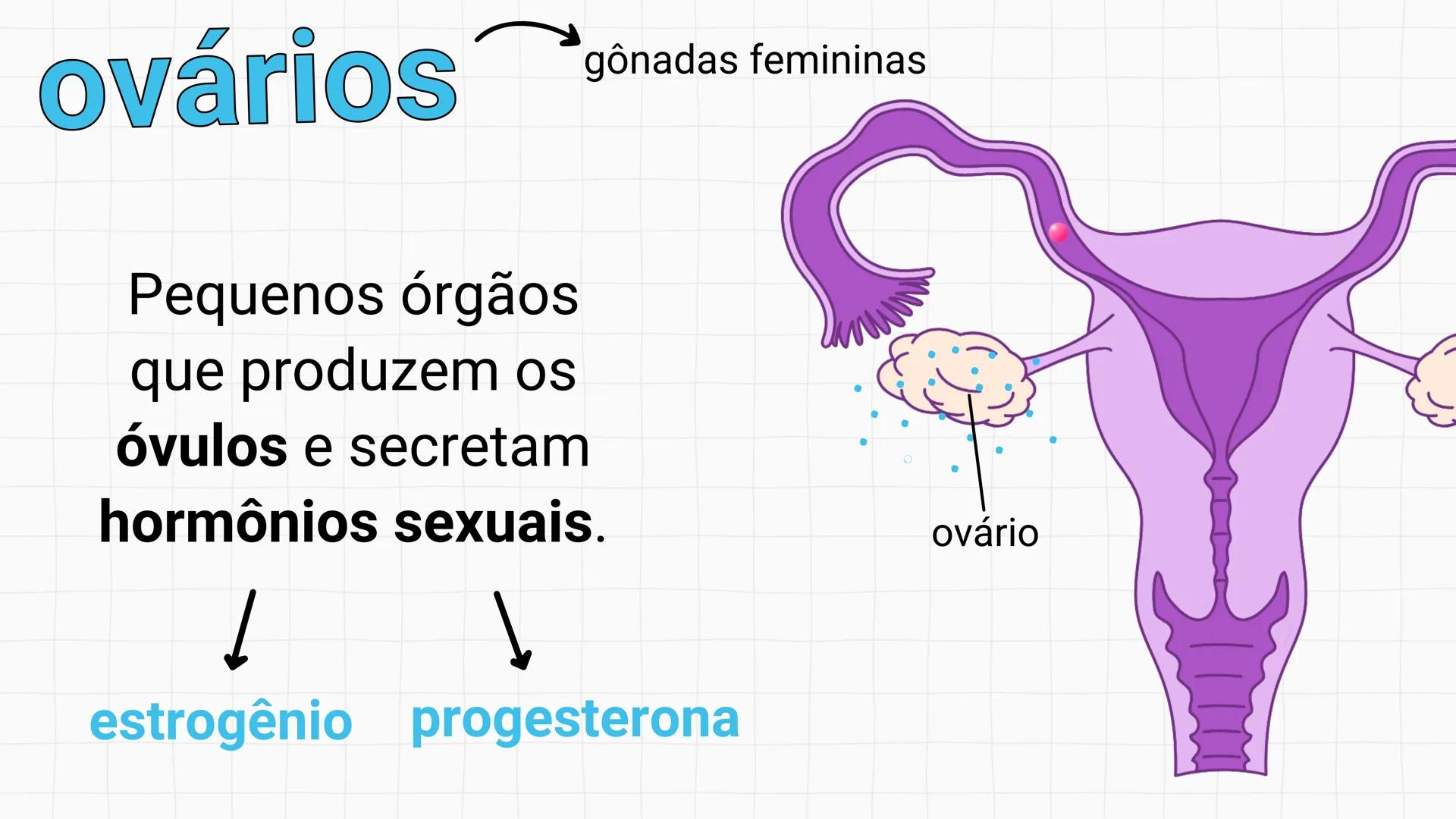 NA AULA DE HOJE...
SISTEMA
GENITAL
FEMININO
PROF. Me. Tatiane
Damasceno # Porque só as mulheres menstruam?
O que você acha? # Porque só a