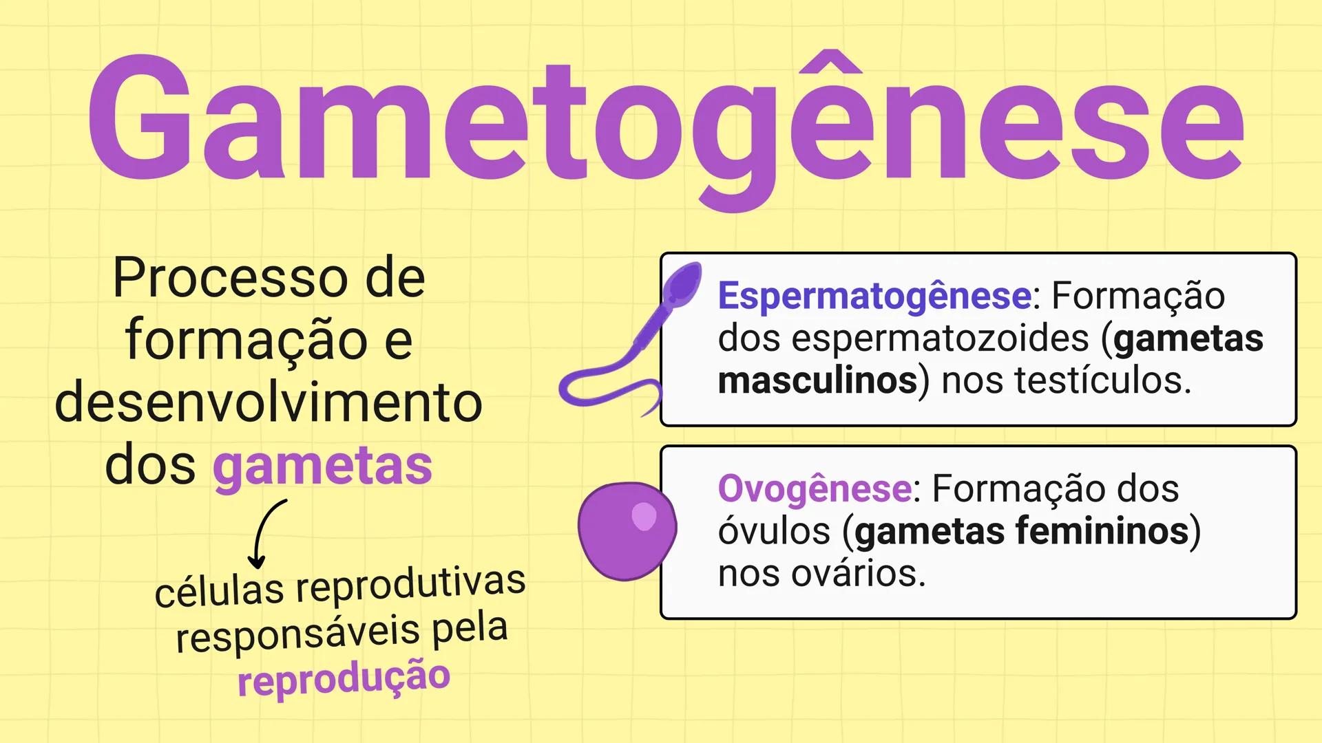 NA AULA DE HOJE...
SISTEMA
GENITAL
FEMININO
PROF. Me. Tatiane
Damasceno # Porque só as mulheres menstruam?
O que você acha? # Porque só a