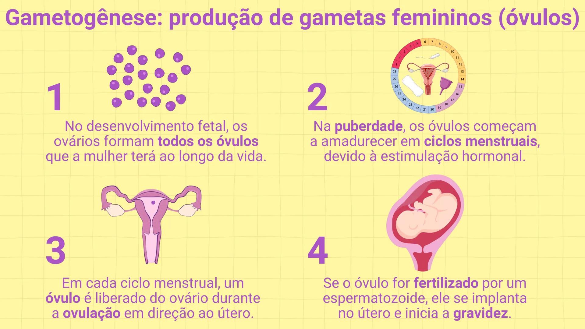 NA AULA DE HOJE...
SISTEMA
GENITAL
FEMININO
PROF. Me. Tatiane
Damasceno # Porque só as mulheres menstruam?
O que você acha? # Porque só a