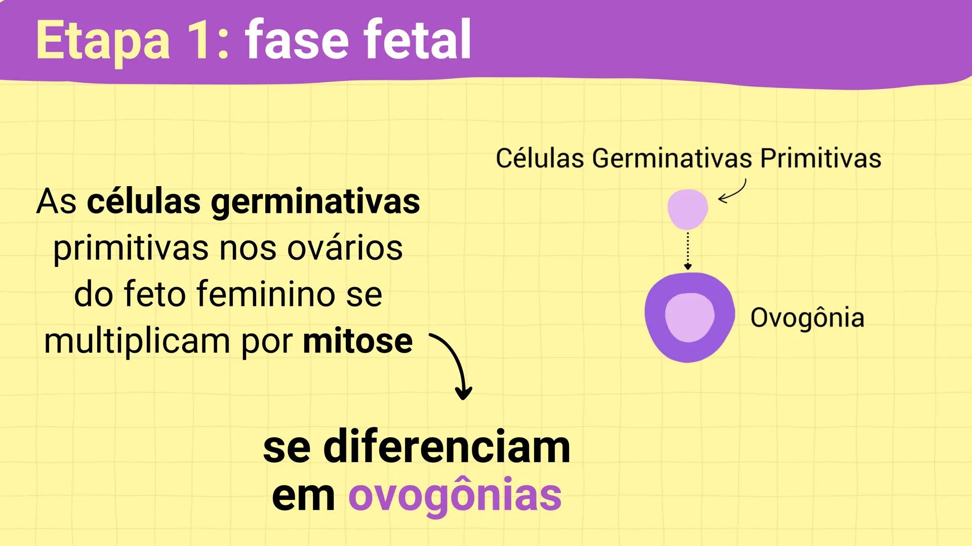 NA AULA DE HOJE...
SISTEMA
GENITAL
FEMININO
PROF. Me. Tatiane
Damasceno # Porque só as mulheres menstruam?
O que você acha? # Porque só a