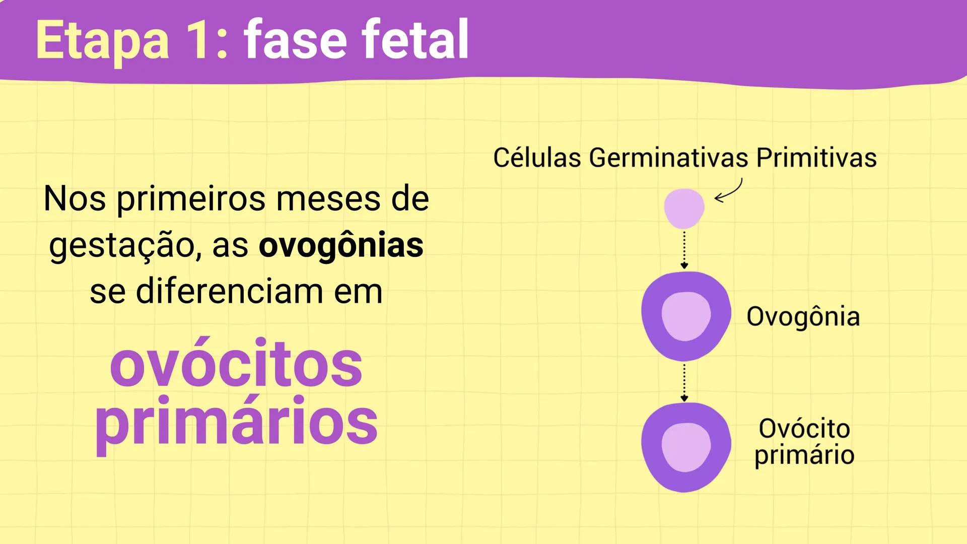 NA AULA DE HOJE...
SISTEMA
GENITAL
FEMININO
PROF. Me. Tatiane
Damasceno # Porque só as mulheres menstruam?
O que você acha? # Porque só a