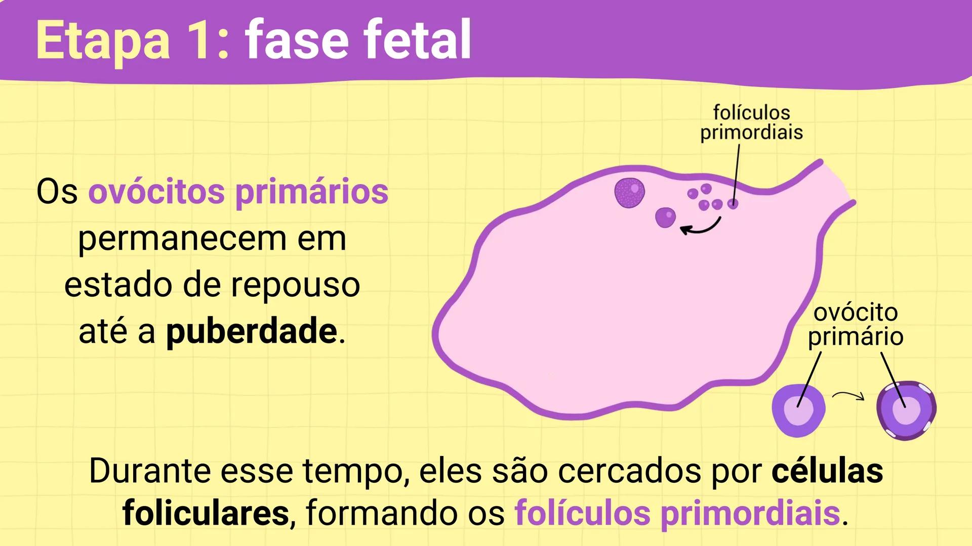 NA AULA DE HOJE...
SISTEMA
GENITAL
FEMININO
PROF. Me. Tatiane
Damasceno # Porque só as mulheres menstruam?
O que você acha? # Porque só a
