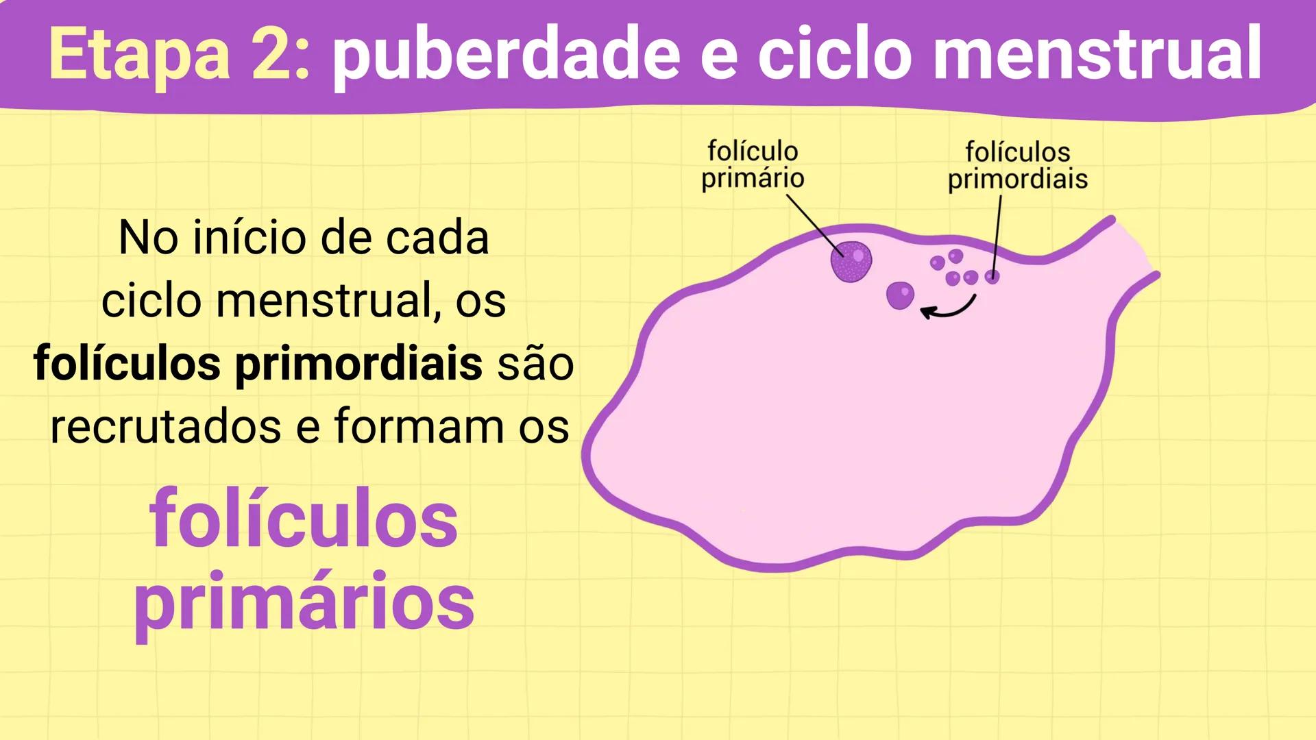 NA AULA DE HOJE...
SISTEMA
GENITAL
FEMININO
PROF. Me. Tatiane
Damasceno # Porque só as mulheres menstruam?
O que você acha? # Porque só a