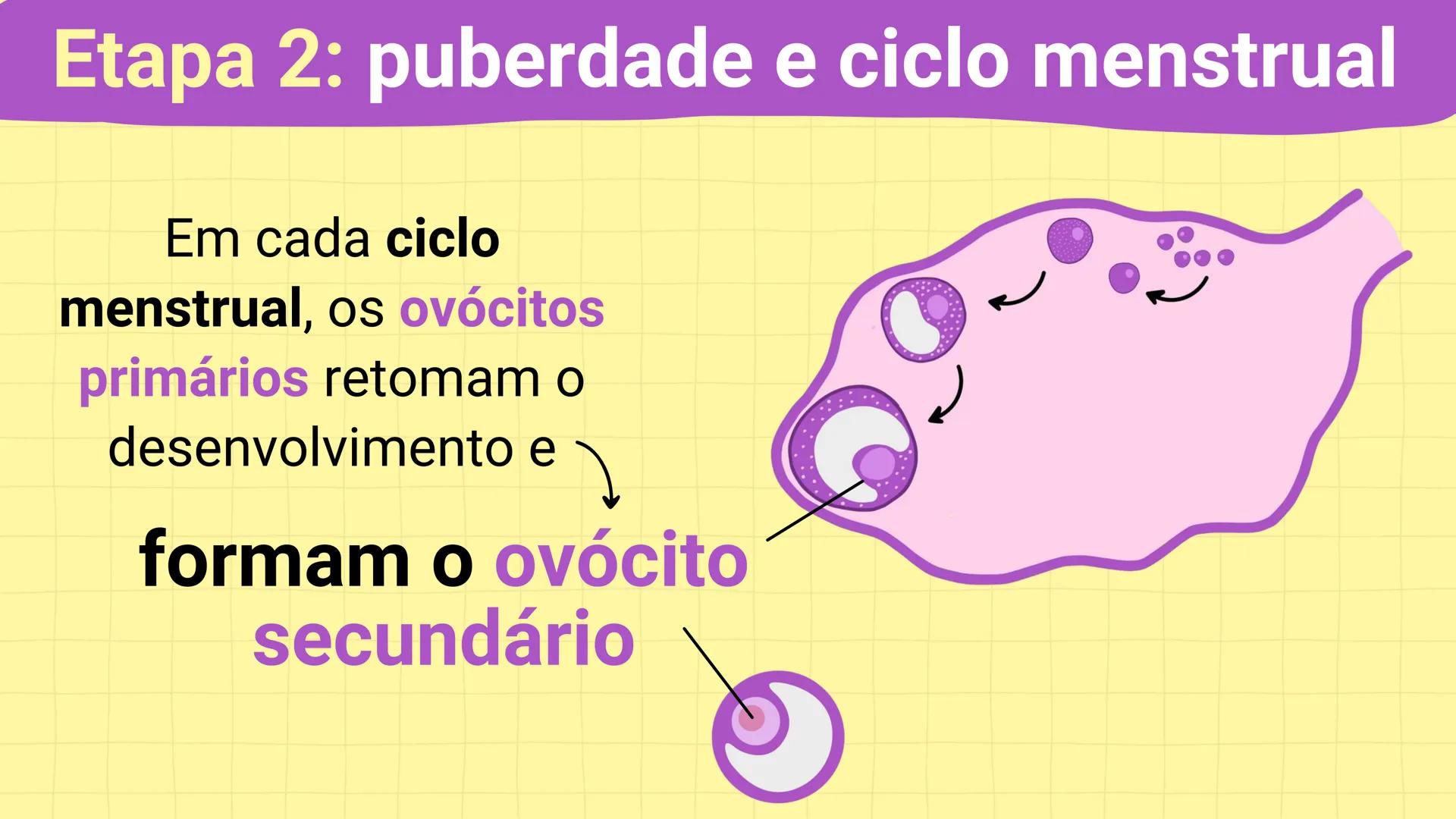 NA AULA DE HOJE...
SISTEMA
GENITAL
FEMININO
PROF. Me. Tatiane
Damasceno # Porque só as mulheres menstruam?
O que você acha? # Porque só a