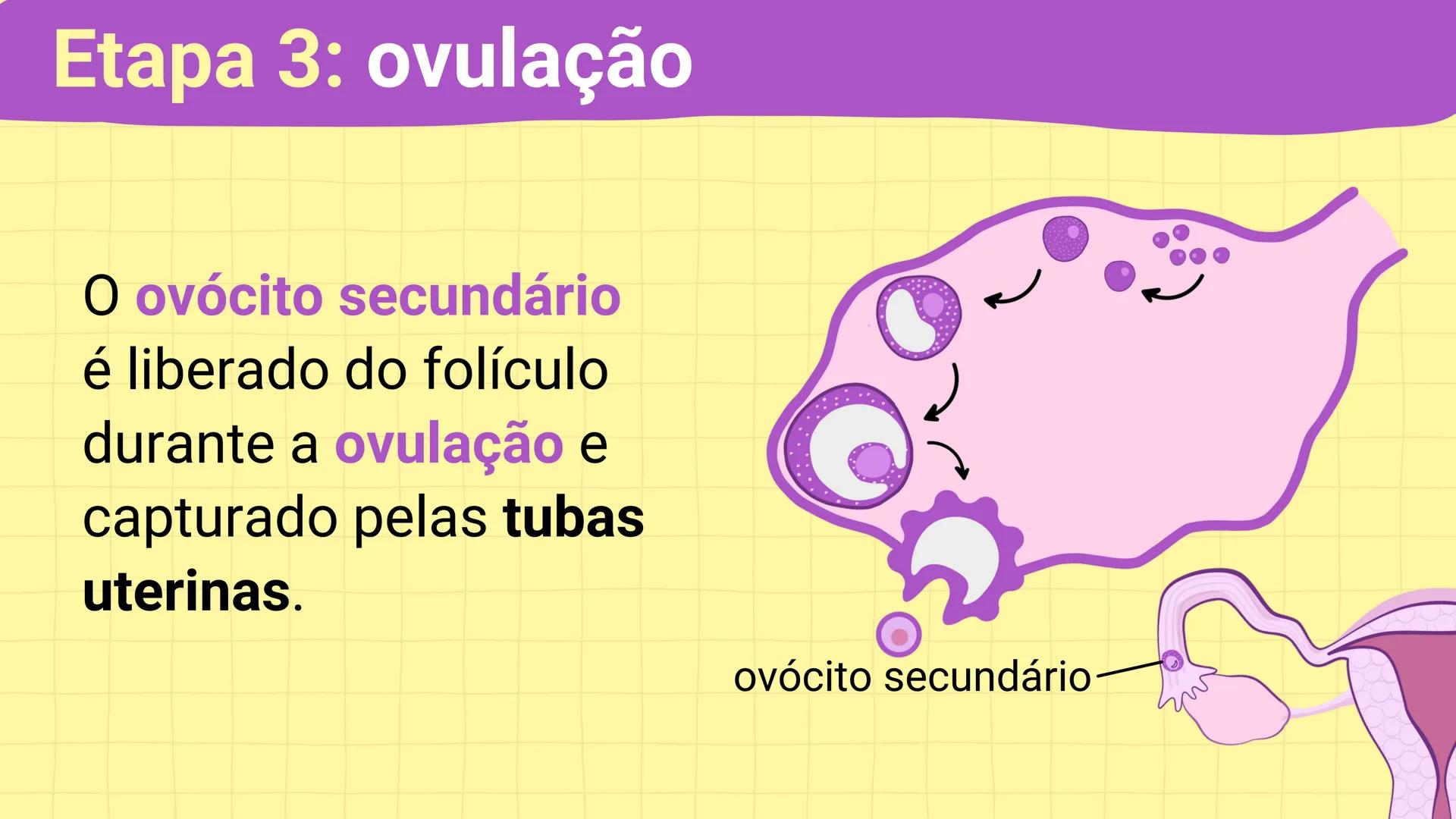 NA AULA DE HOJE...
SISTEMA
GENITAL
FEMININO
PROF. Me. Tatiane
Damasceno # Porque só as mulheres menstruam?
O que você acha? # Porque só a