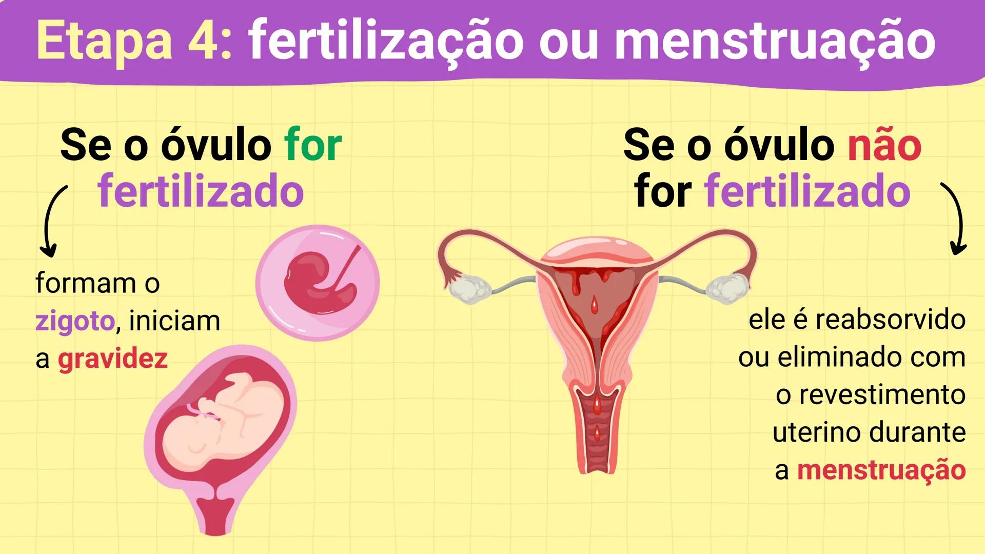 NA AULA DE HOJE...
SISTEMA
GENITAL
FEMININO
PROF. Me. Tatiane
Damasceno # Porque só as mulheres menstruam?
O que você acha? # Porque só a