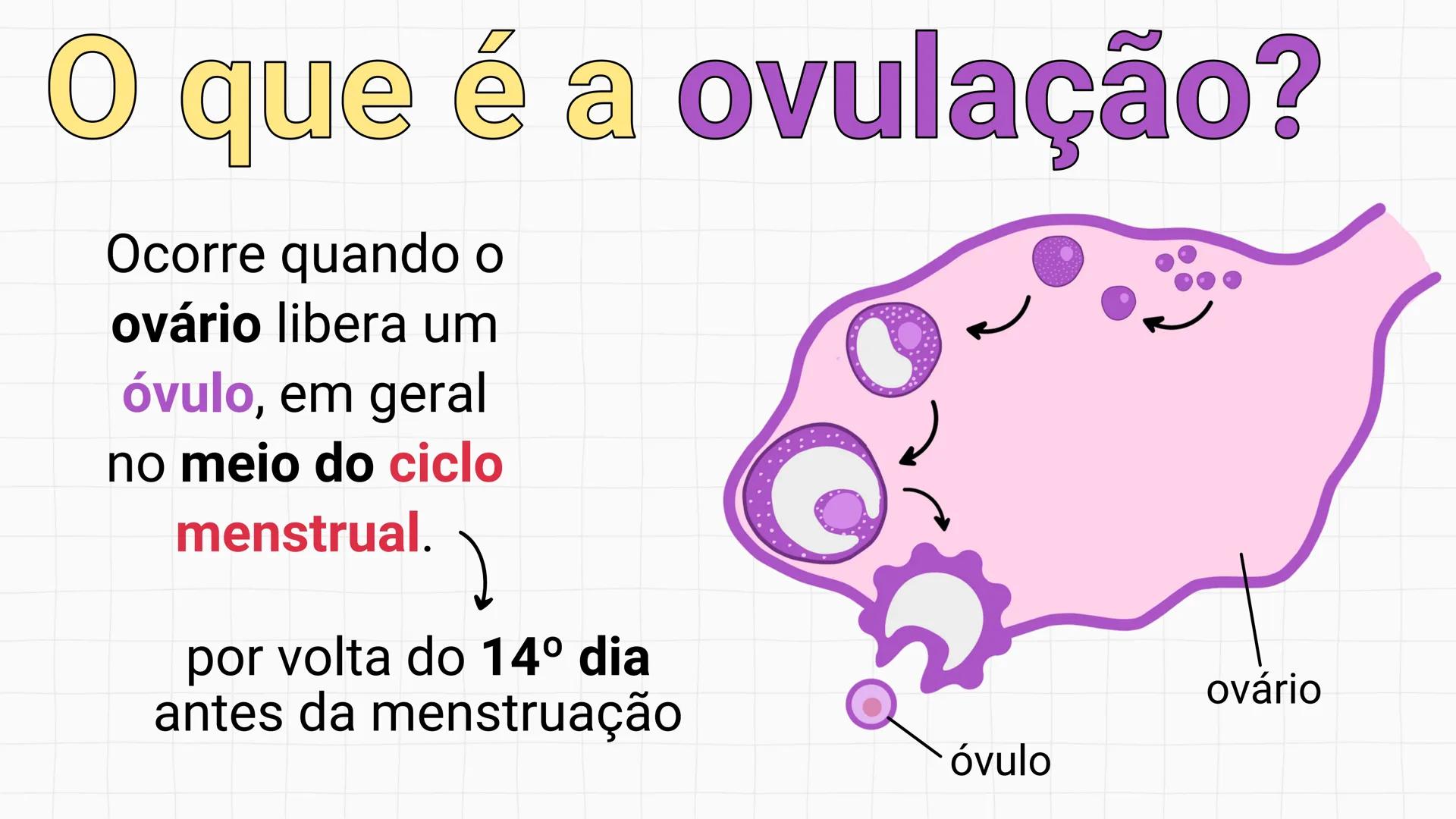 NA AULA DE HOJE...
SISTEMA
GENITAL
FEMININO
PROF. Me. Tatiane
Damasceno # Porque só as mulheres menstruam?
O que você acha? # Porque só a
