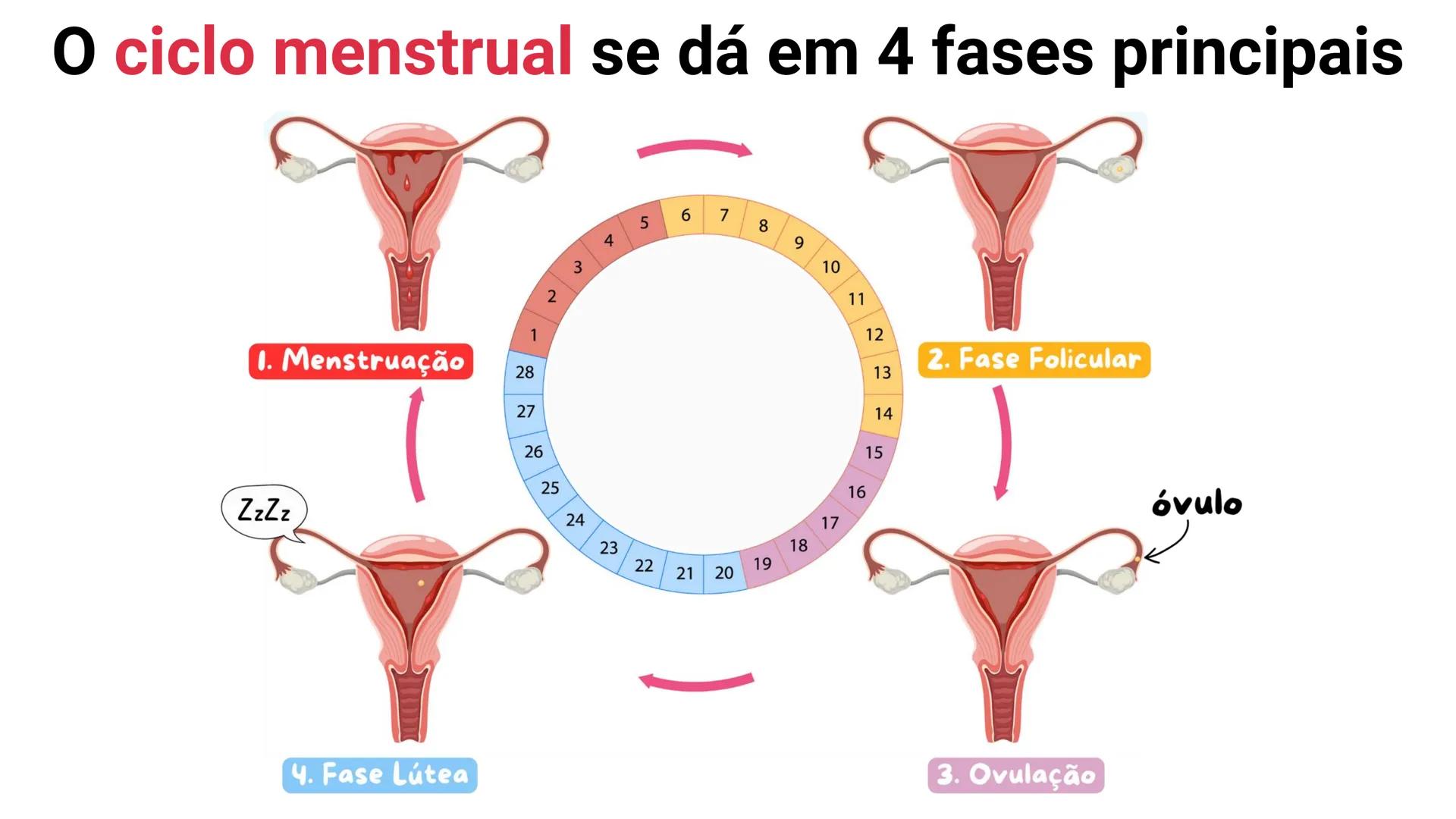 NA AULA DE HOJE...
SISTEMA
GENITAL
FEMININO
PROF. Me. Tatiane
Damasceno # Porque só as mulheres menstruam?
O que você acha? # Porque só a