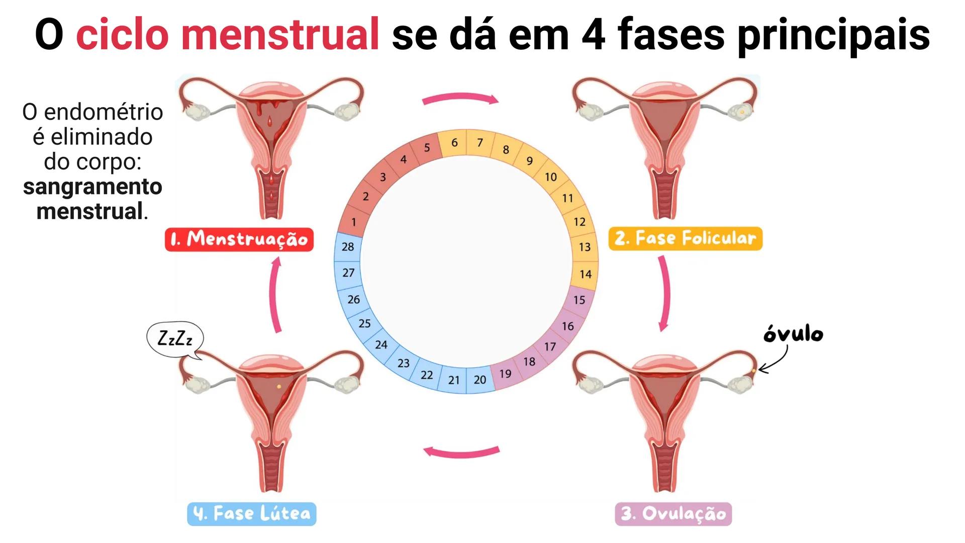 NA AULA DE HOJE...
SISTEMA
GENITAL
FEMININO
PROF. Me. Tatiane
Damasceno # Porque só as mulheres menstruam?
O que você acha? # Porque só a