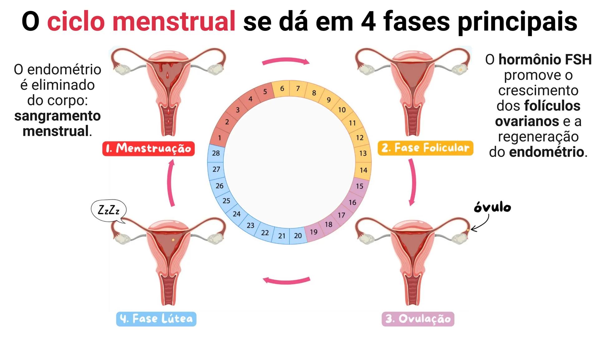 NA AULA DE HOJE...
SISTEMA
GENITAL
FEMININO
PROF. Me. Tatiane
Damasceno # Porque só as mulheres menstruam?
O que você acha? # Porque só a