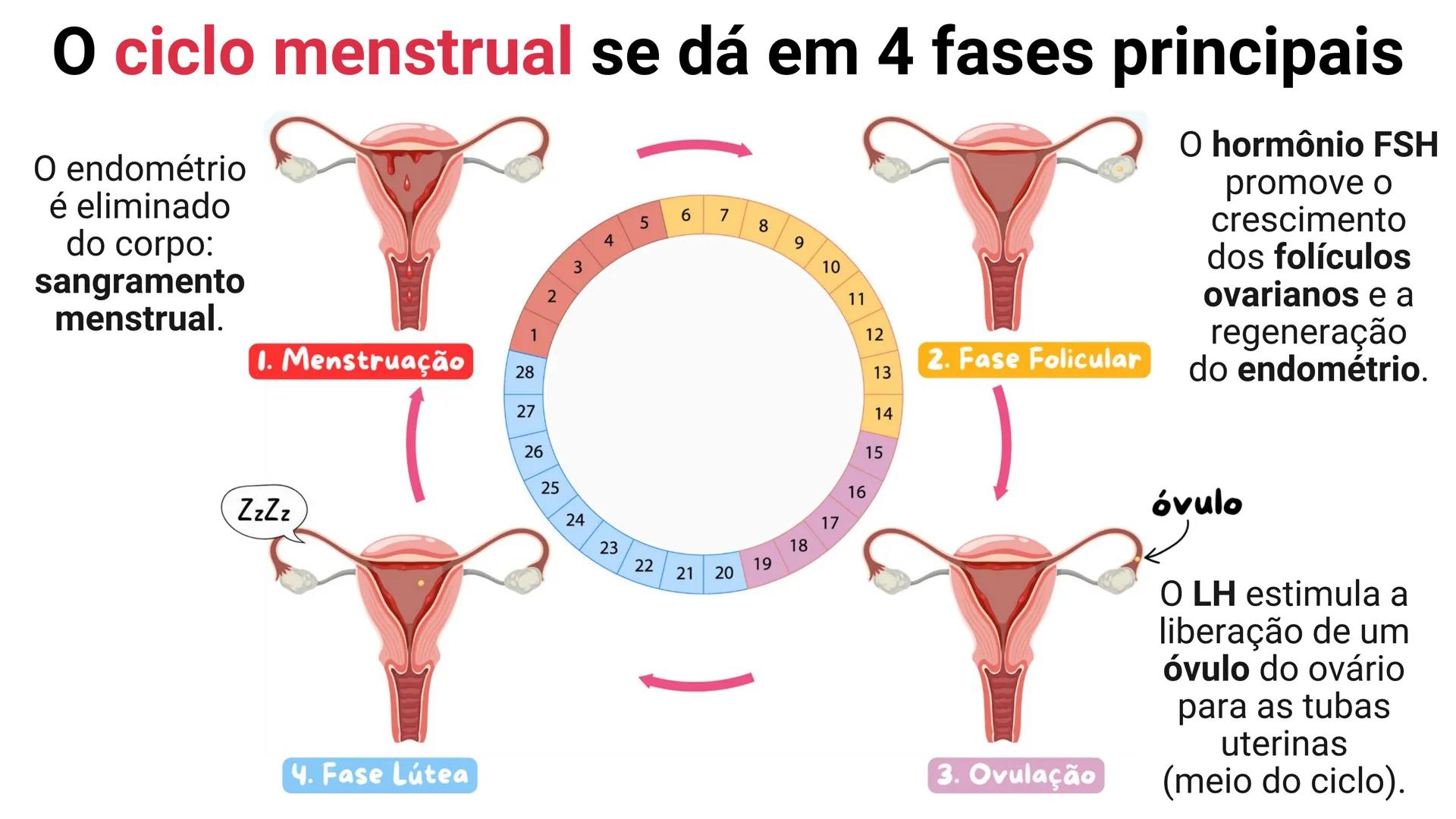 NA AULA DE HOJE...
SISTEMA
GENITAL
FEMININO
PROF. Me. Tatiane
Damasceno # Porque só as mulheres menstruam?
O que você acha? # Porque só a