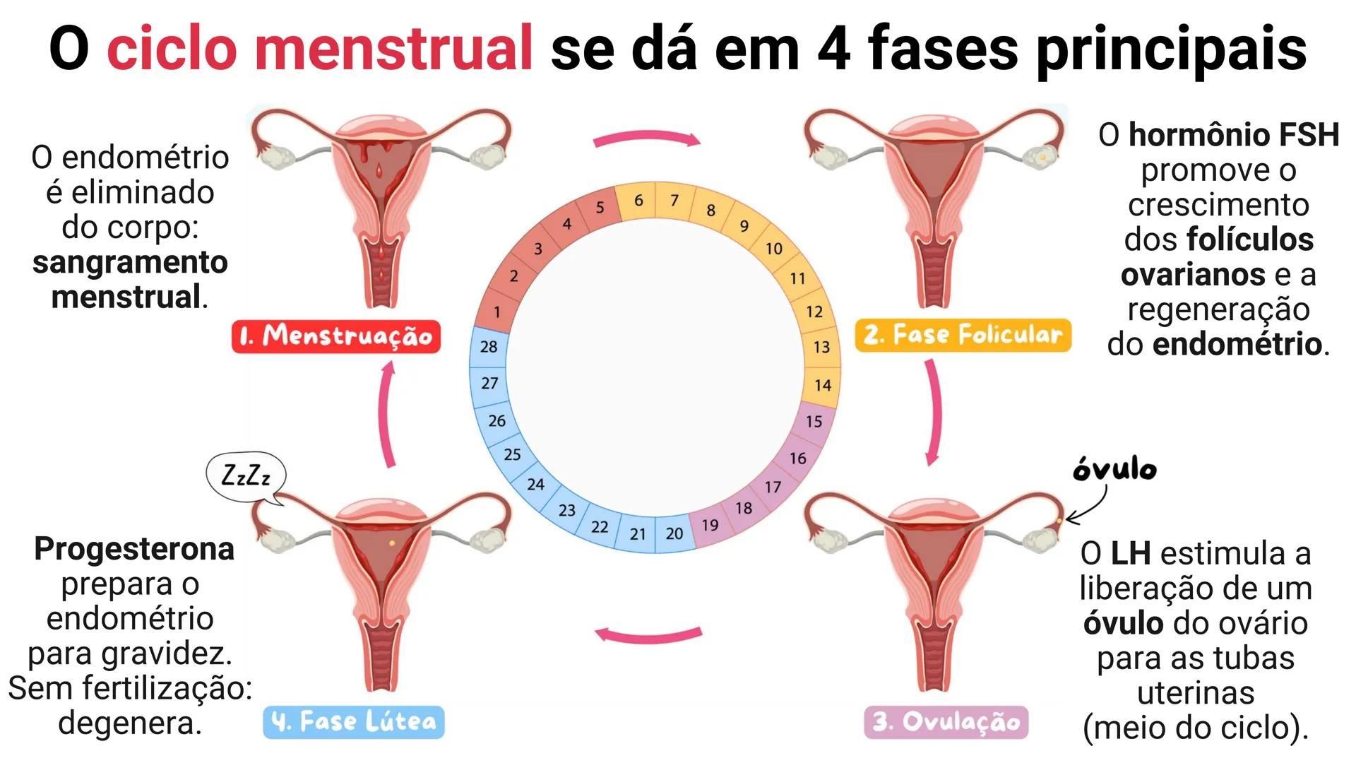 NA AULA DE HOJE...
SISTEMA
GENITAL
FEMININO
PROF. Me. Tatiane
Damasceno # Porque só as mulheres menstruam?
O que você acha? # Porque só a