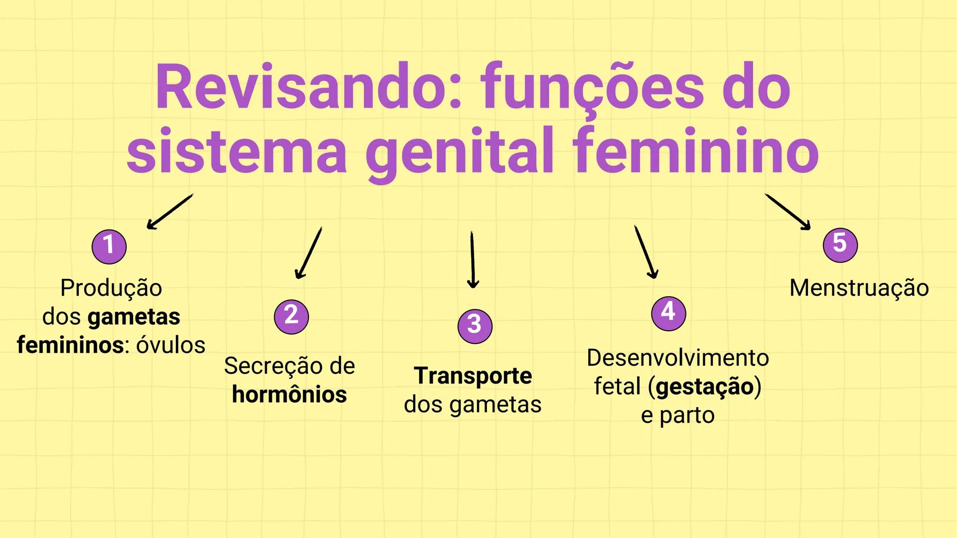 NA AULA DE HOJE...
SISTEMA
GENITAL
FEMININO
PROF. Me. Tatiane
Damasceno # Porque só as mulheres menstruam?
O que você acha? # Porque só a