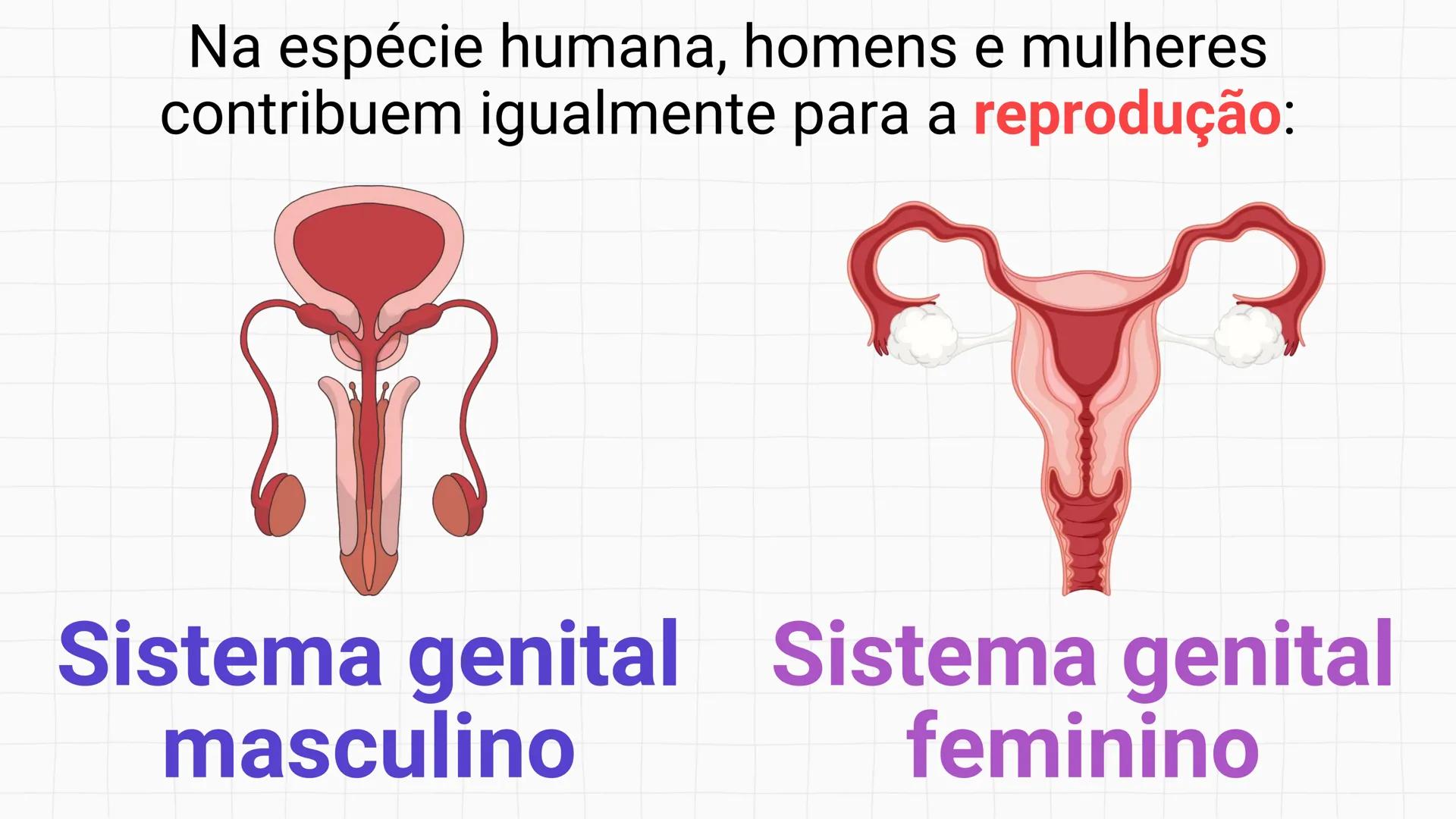 NA AULA DE HOJE...
SISTEMA
GENITAL
FEMININO
PROF. Me. Tatiane
Damasceno # Porque só as mulheres menstruam?
O que você acha? # Porque só a