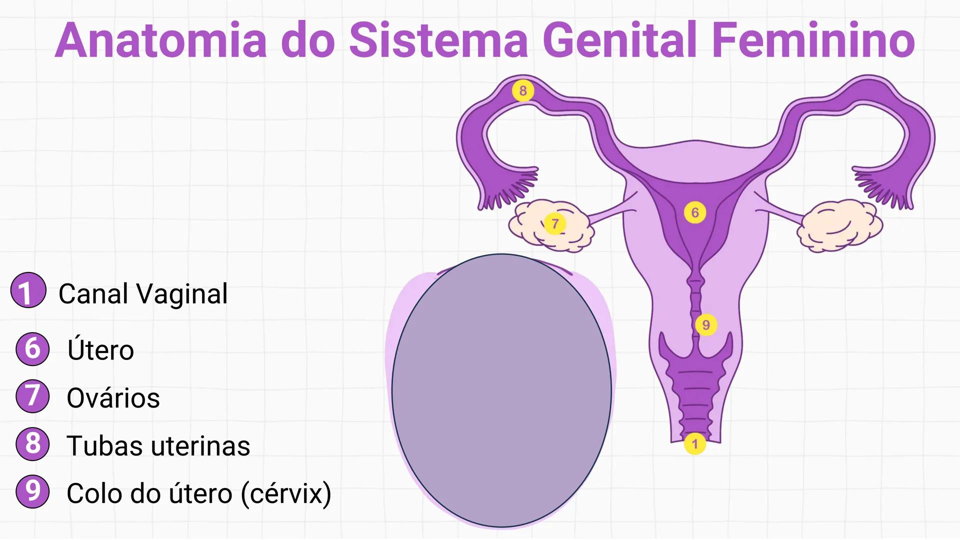 NA AULA DE HOJE...
SISTEMA
GENITAL
FEMININO
PROF. Me. Tatiane
Damasceno # Porque só as mulheres menstruam?
O que você acha? # Porque só a