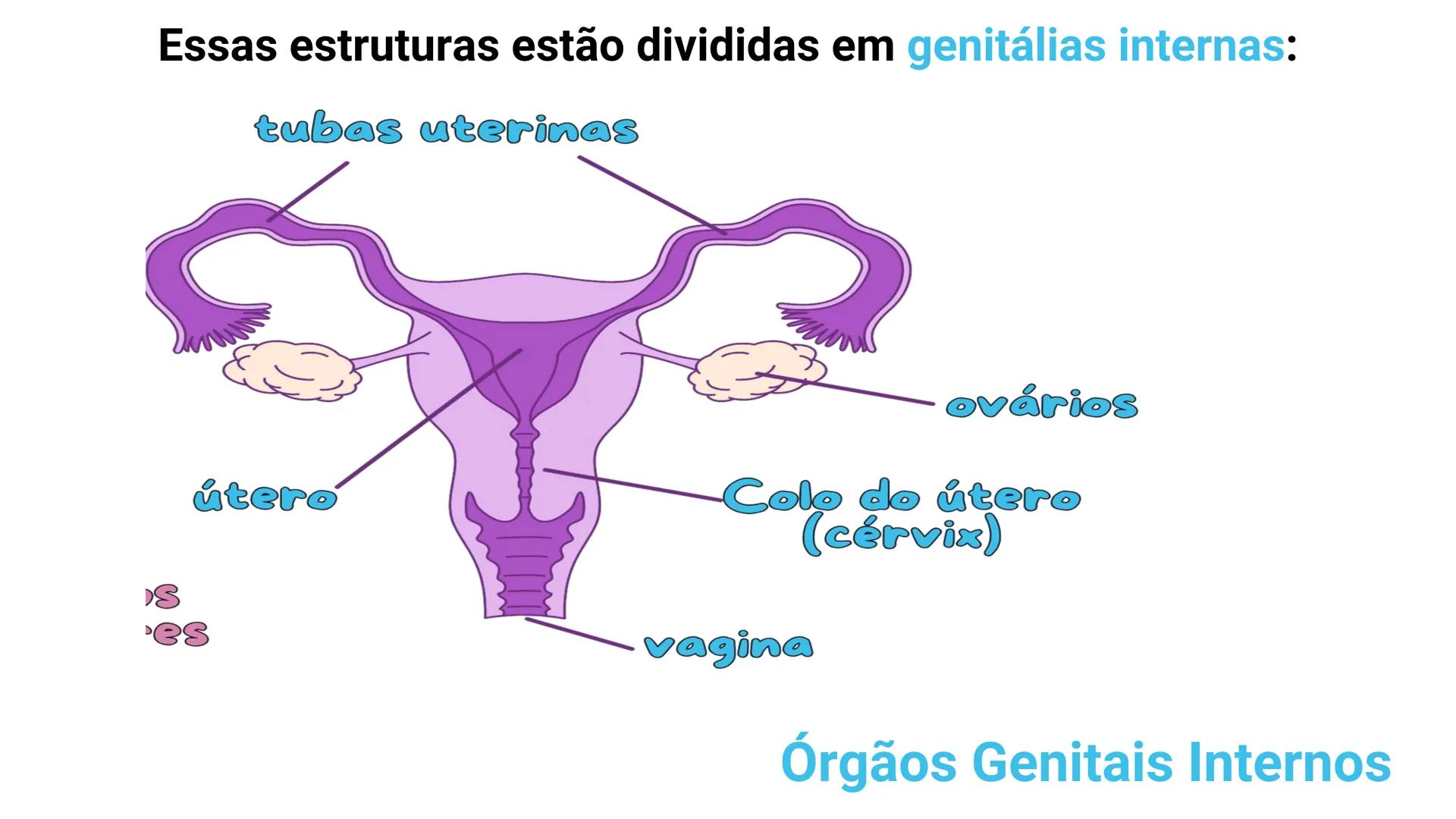 NA AULA DE HOJE...
SISTEMA
GENITAL
FEMININO
PROF. Me. Tatiane
Damasceno # Porque só as mulheres menstruam?
O que você acha? # Porque só a