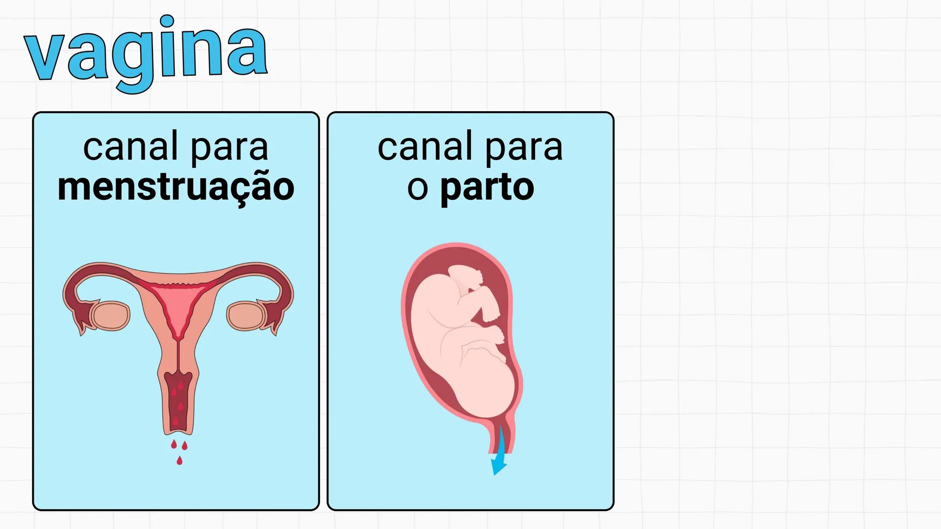 NA AULA DE HOJE...
SISTEMA
GENITAL
FEMININO
PROF. Me. Tatiane
Damasceno # Porque só as mulheres menstruam?
O que você acha? # Porque só a