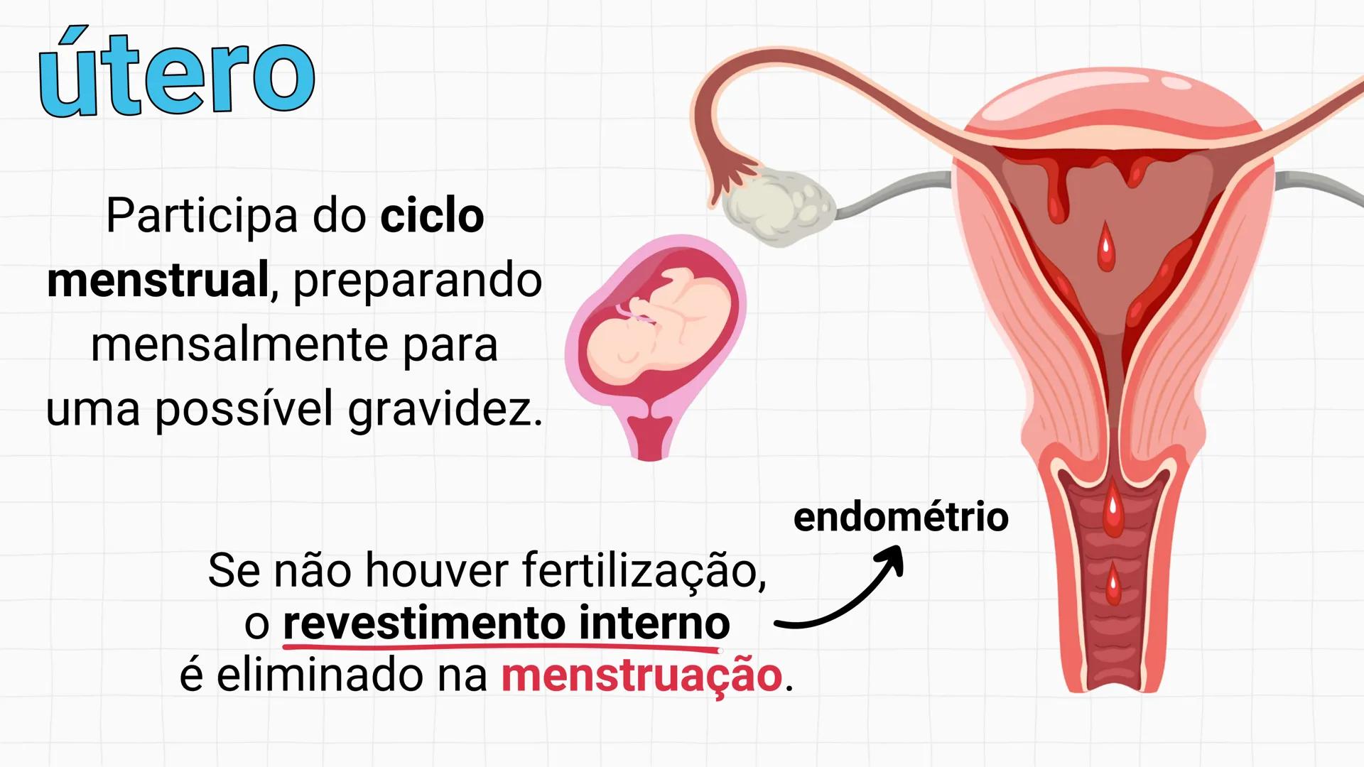 NA AULA DE HOJE...
SISTEMA
GENITAL
FEMININO
PROF. Me. Tatiane
Damasceno # Porque só as mulheres menstruam?
O que você acha? # Porque só a