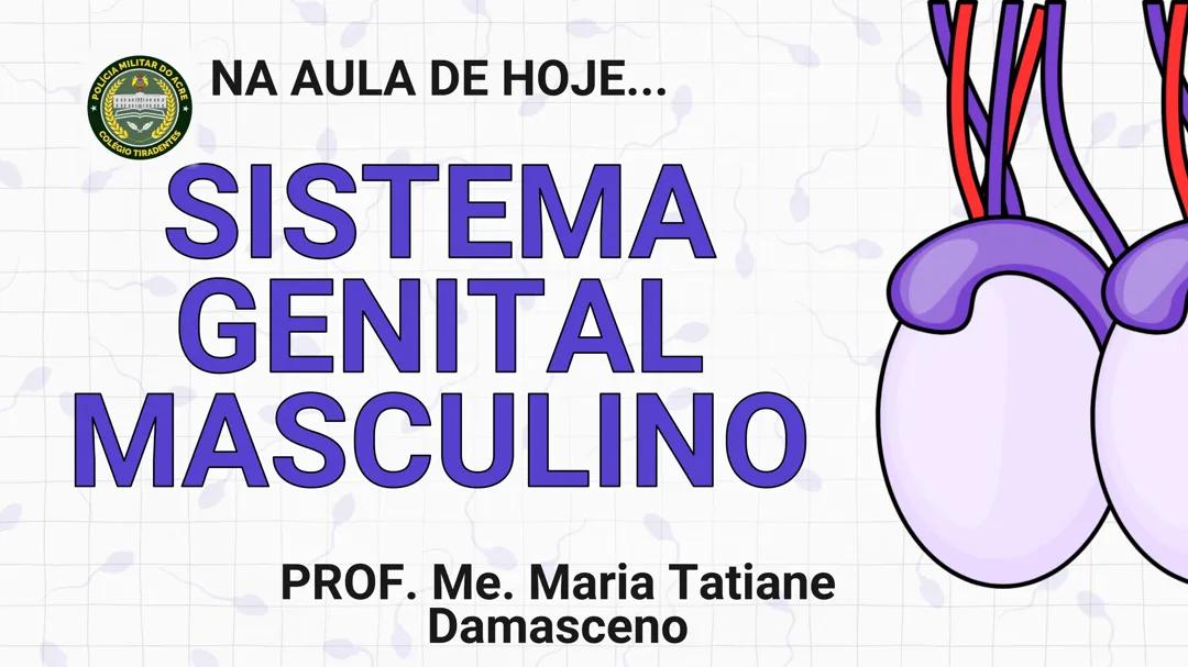 Sistema genital masculino biologia