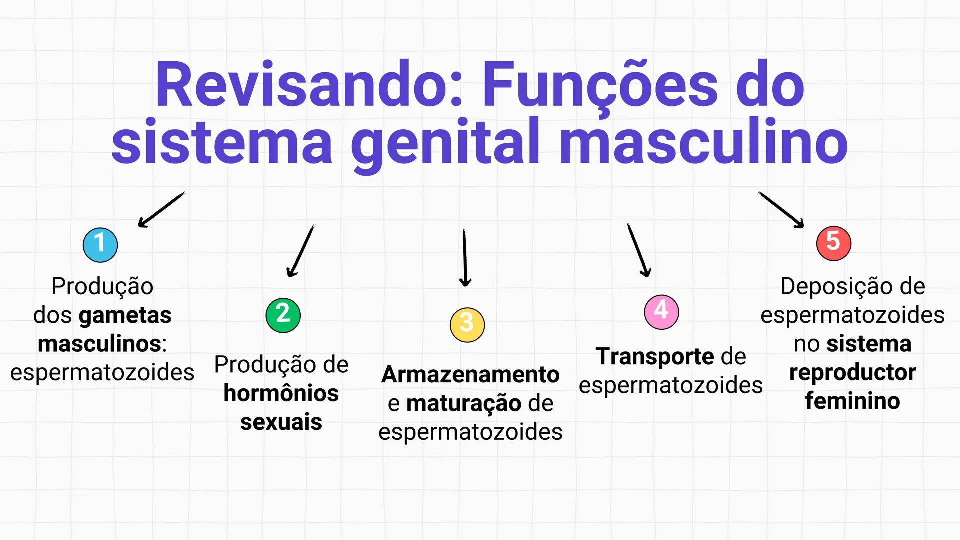 * POLÍCIA MILITAR DO ACRE
COLÉGIO TIRADENTES
NA AULA DE HOJE...
SISTEMA
GENITAL
MASCULINO
PROF. Me. Maria Tatiane
Damasceno # Quantos esperm