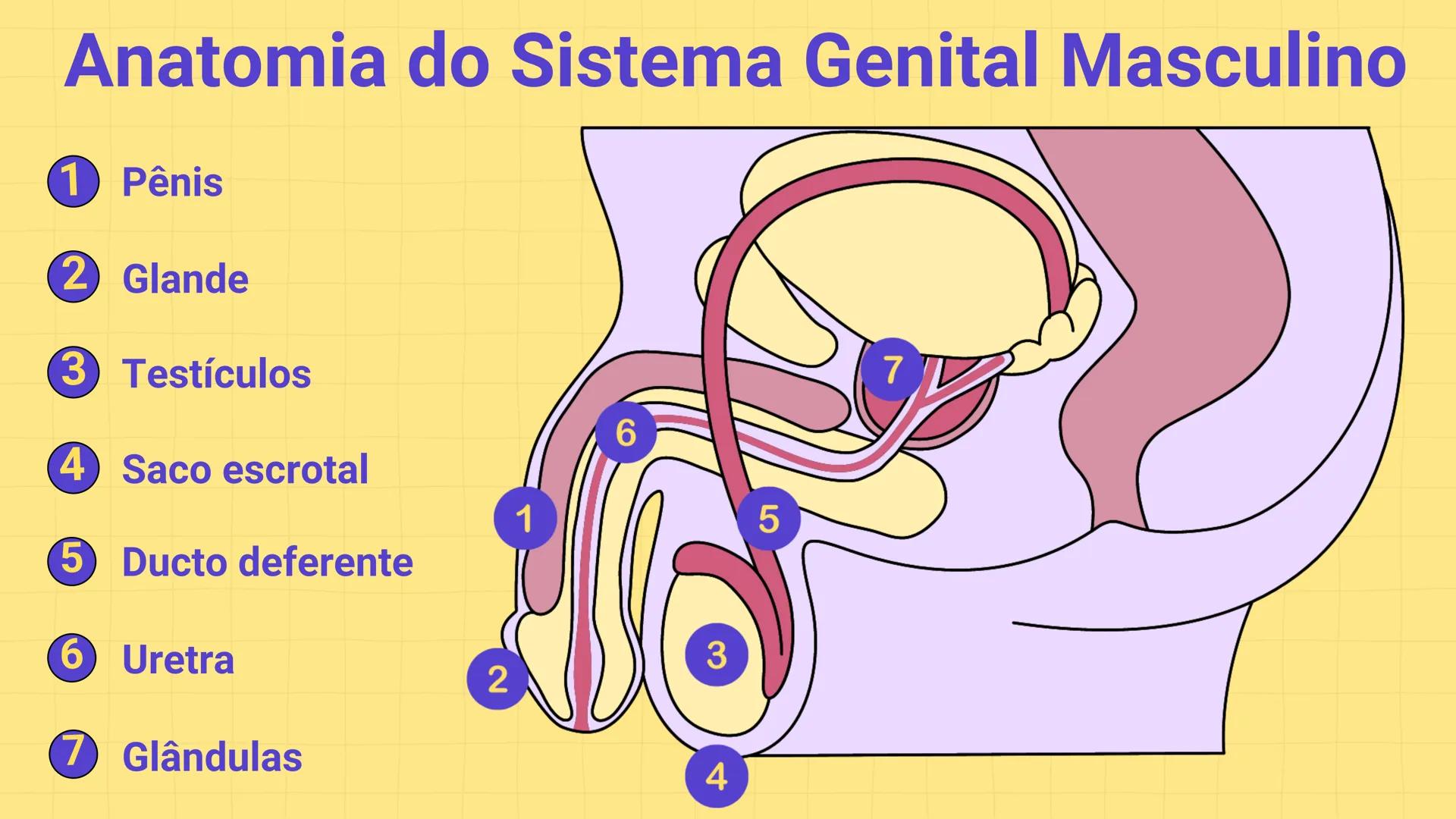 * POLÍCIA MILITAR DO ACRE
COLÉGIO TIRADENTES
NA AULA DE HOJE...
SISTEMA
GENITAL
MASCULINO
PROF. Me. Maria Tatiane
Damasceno # Quantos esperm