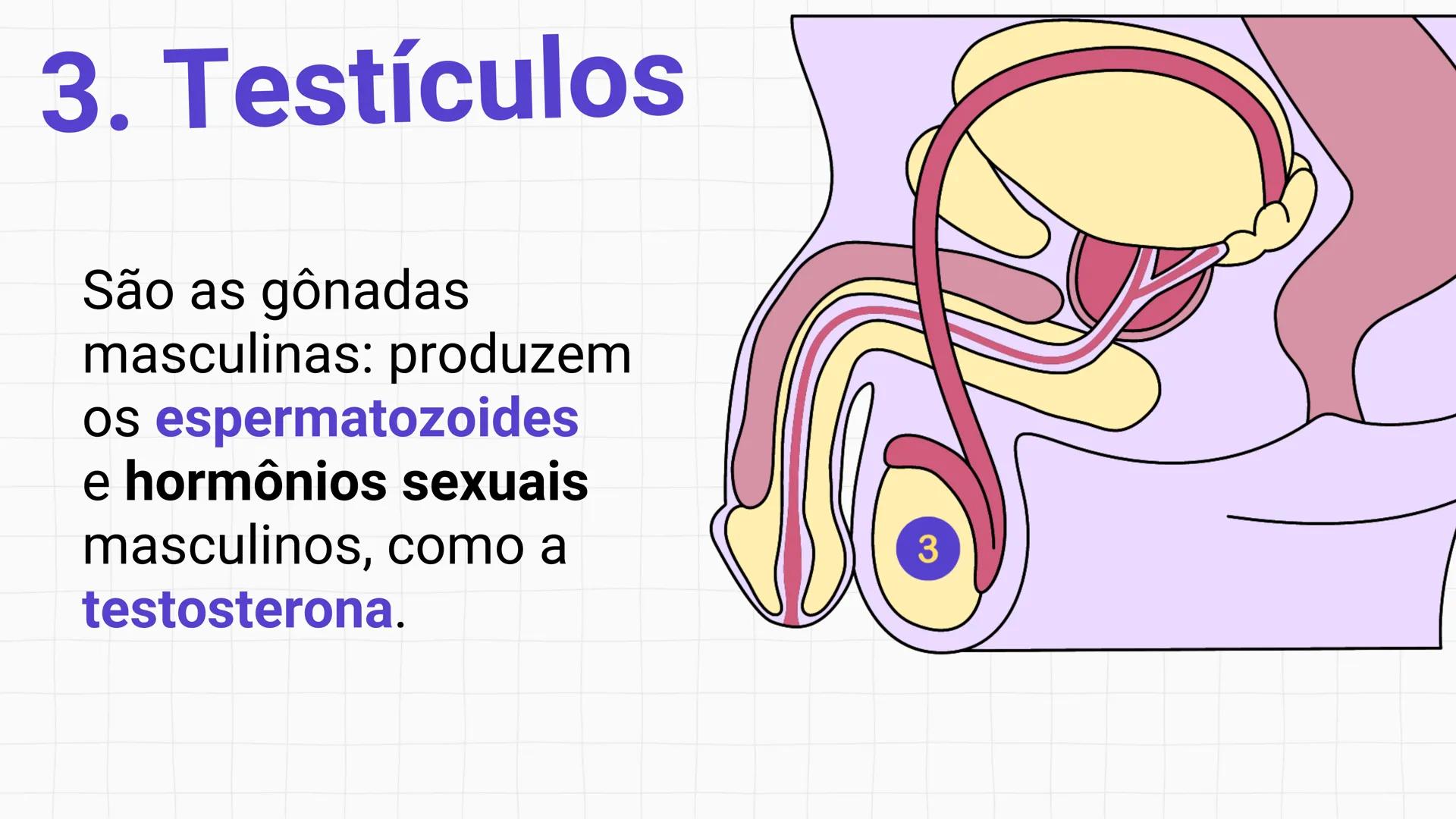 * POLÍCIA MILITAR DO ACRE
COLÉGIO TIRADENTES
NA AULA DE HOJE...
SISTEMA
GENITAL
MASCULINO
PROF. Me. Maria Tatiane
Damasceno # Quantos esperm