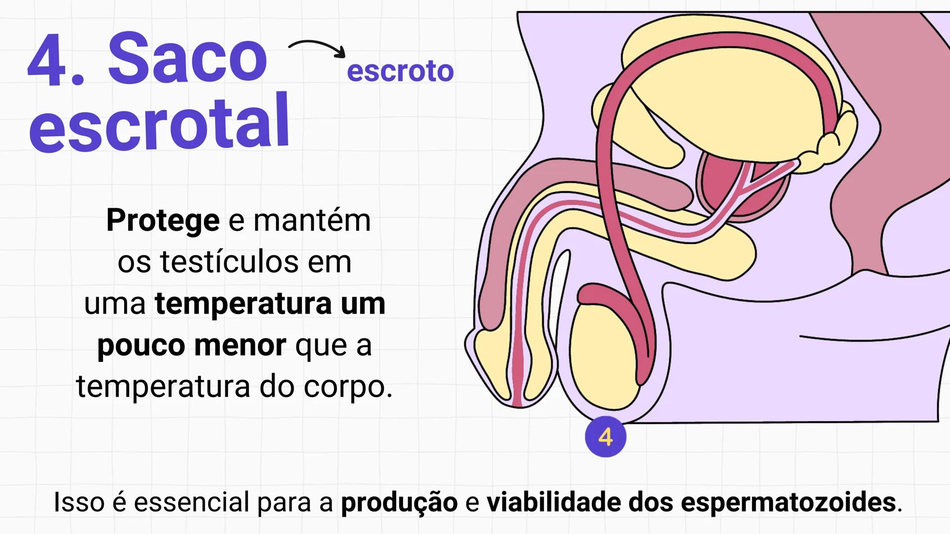 * POLÍCIA MILITAR DO ACRE
COLÉGIO TIRADENTES
NA AULA DE HOJE...
SISTEMA
GENITAL
MASCULINO
PROF. Me. Maria Tatiane
Damasceno # Quantos esperm
