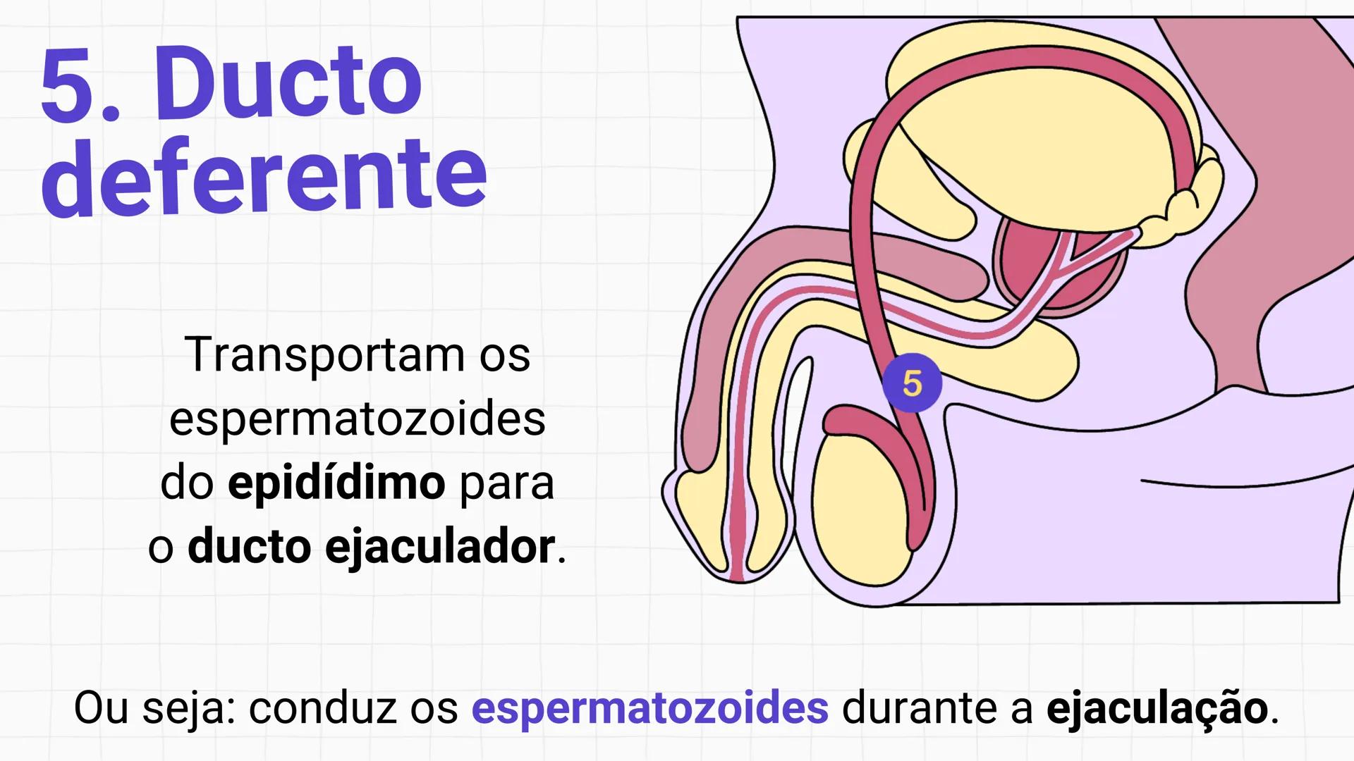 * POLÍCIA MILITAR DO ACRE
COLÉGIO TIRADENTES
NA AULA DE HOJE...
SISTEMA
GENITAL
MASCULINO
PROF. Me. Maria Tatiane
Damasceno # Quantos esperm