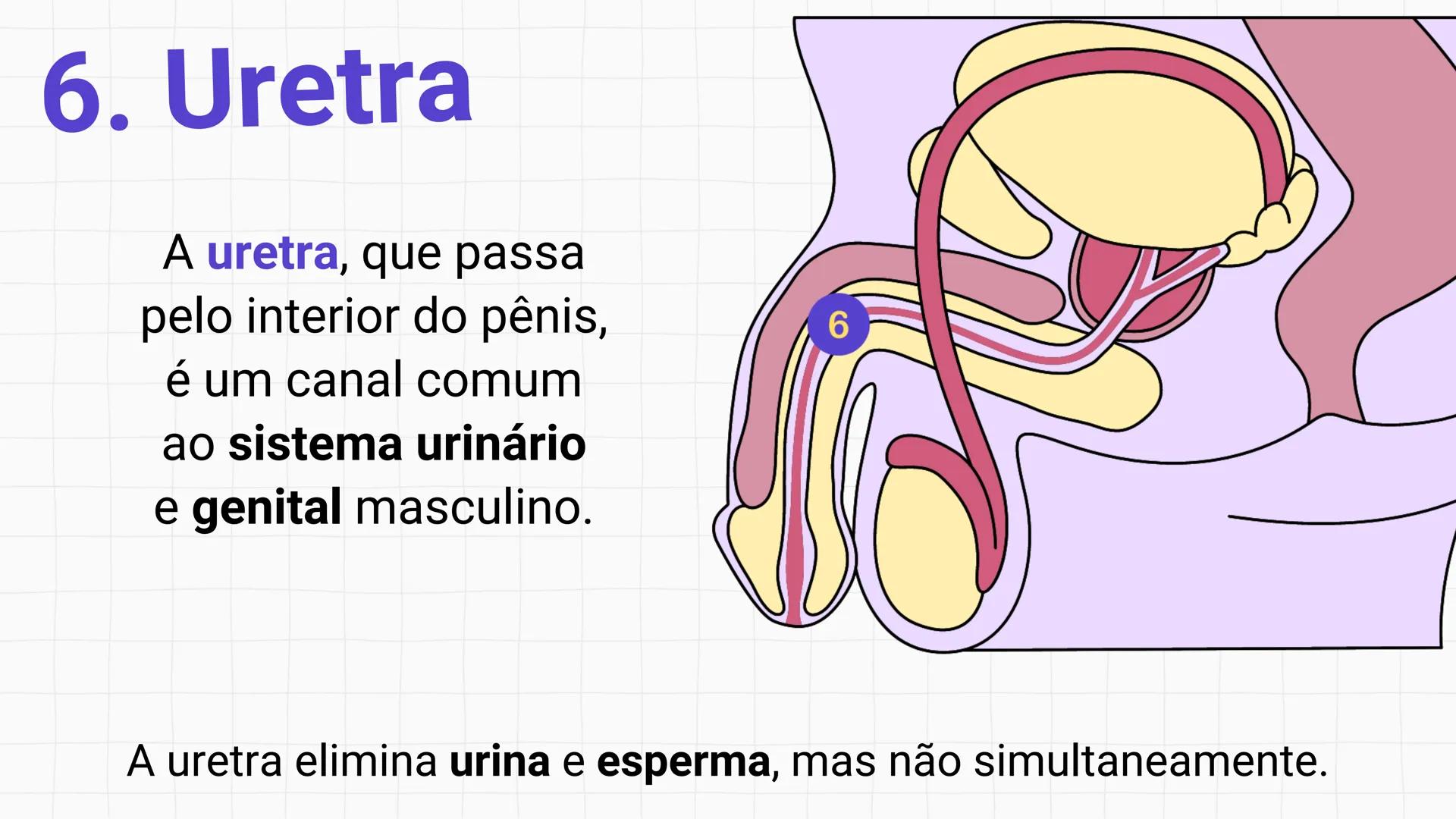 * POLÍCIA MILITAR DO ACRE
COLÉGIO TIRADENTES
NA AULA DE HOJE...
SISTEMA
GENITAL
MASCULINO
PROF. Me. Maria Tatiane
Damasceno # Quantos esperm