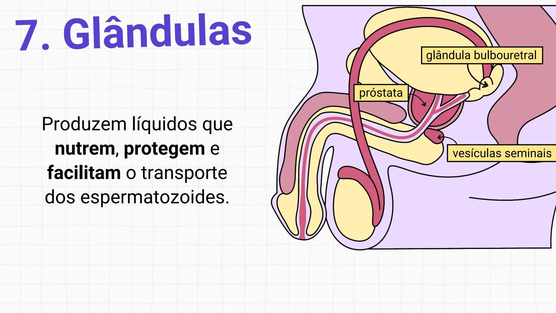 * POLÍCIA MILITAR DO ACRE
COLÉGIO TIRADENTES
NA AULA DE HOJE...
SISTEMA
GENITAL
MASCULINO
PROF. Me. Maria Tatiane
Damasceno # Quantos esperm