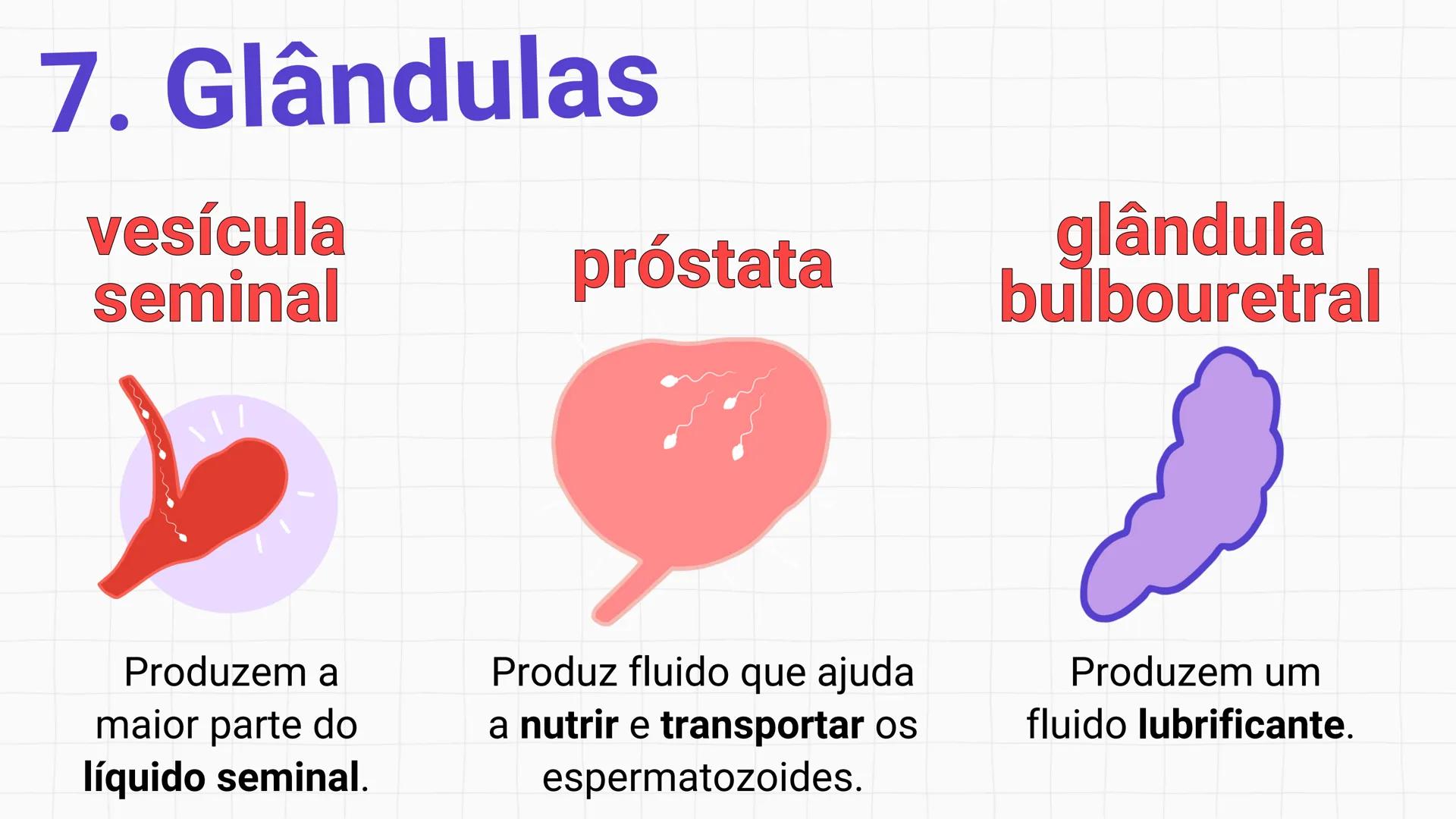 * POLÍCIA MILITAR DO ACRE
COLÉGIO TIRADENTES
NA AULA DE HOJE...
SISTEMA
GENITAL
MASCULINO
PROF. Me. Maria Tatiane
Damasceno # Quantos esperm