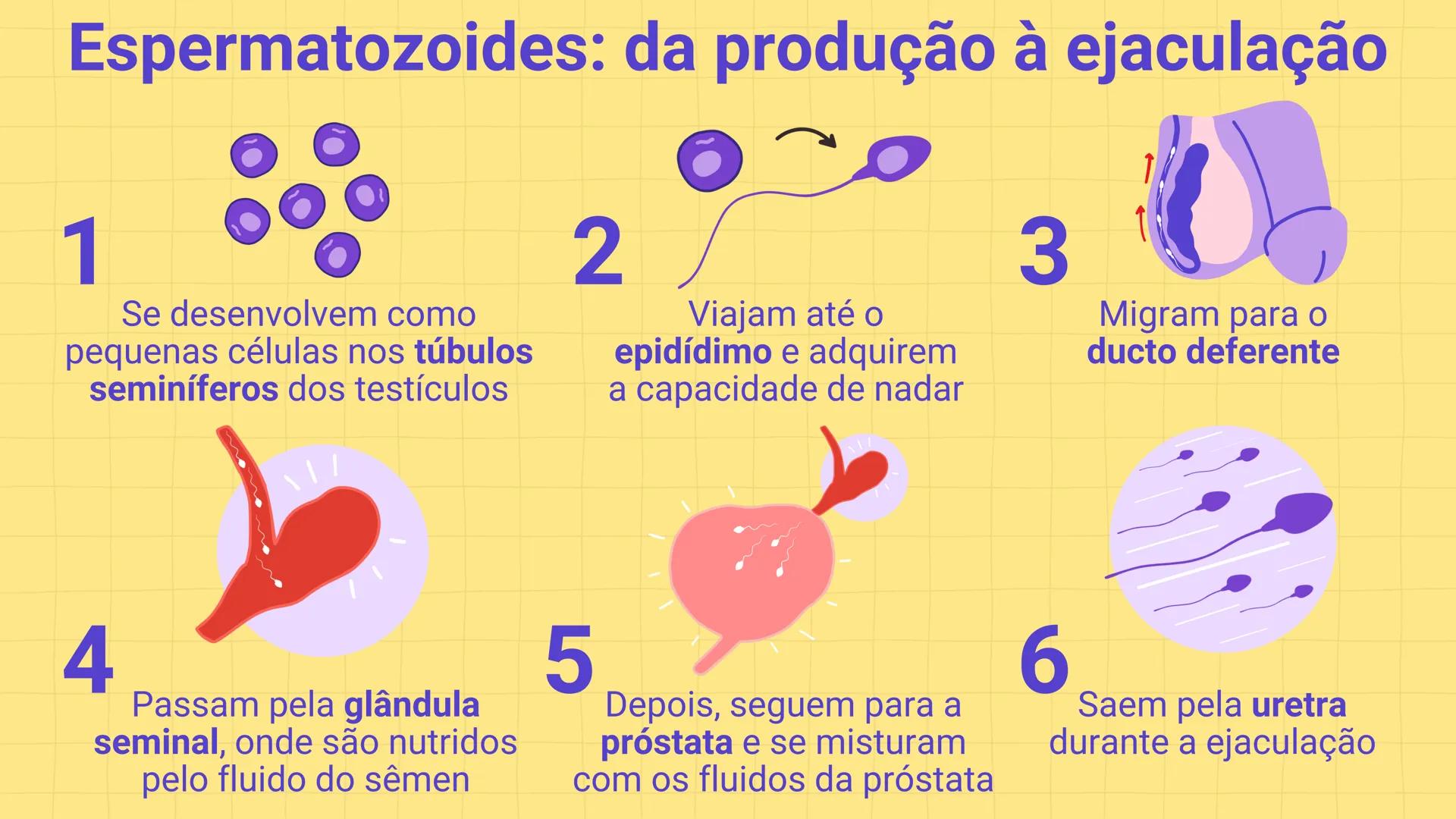 * POLÍCIA MILITAR DO ACRE
COLÉGIO TIRADENTES
NA AULA DE HOJE...
SISTEMA
GENITAL
MASCULINO
PROF. Me. Maria Tatiane
Damasceno # Quantos esperm
