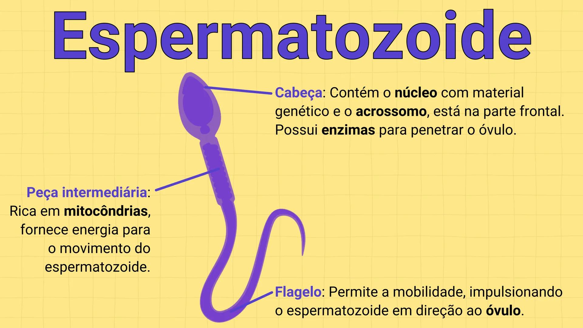 * POLÍCIA MILITAR DO ACRE
COLÉGIO TIRADENTES
NA AULA DE HOJE...
SISTEMA
GENITAL
MASCULINO
PROF. Me. Maria Tatiane
Damasceno # Quantos esperm