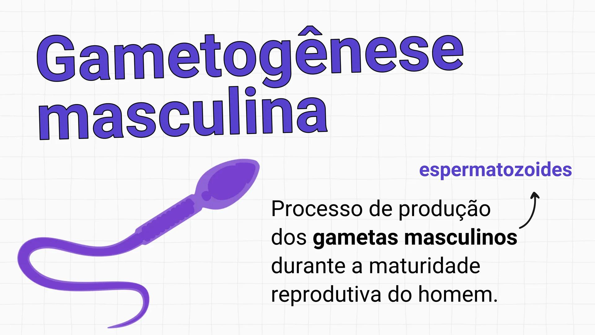 * POLÍCIA MILITAR DO ACRE
COLÉGIO TIRADENTES
NA AULA DE HOJE...
SISTEMA
GENITAL
MASCULINO
PROF. Me. Maria Tatiane
Damasceno # Quantos esperm