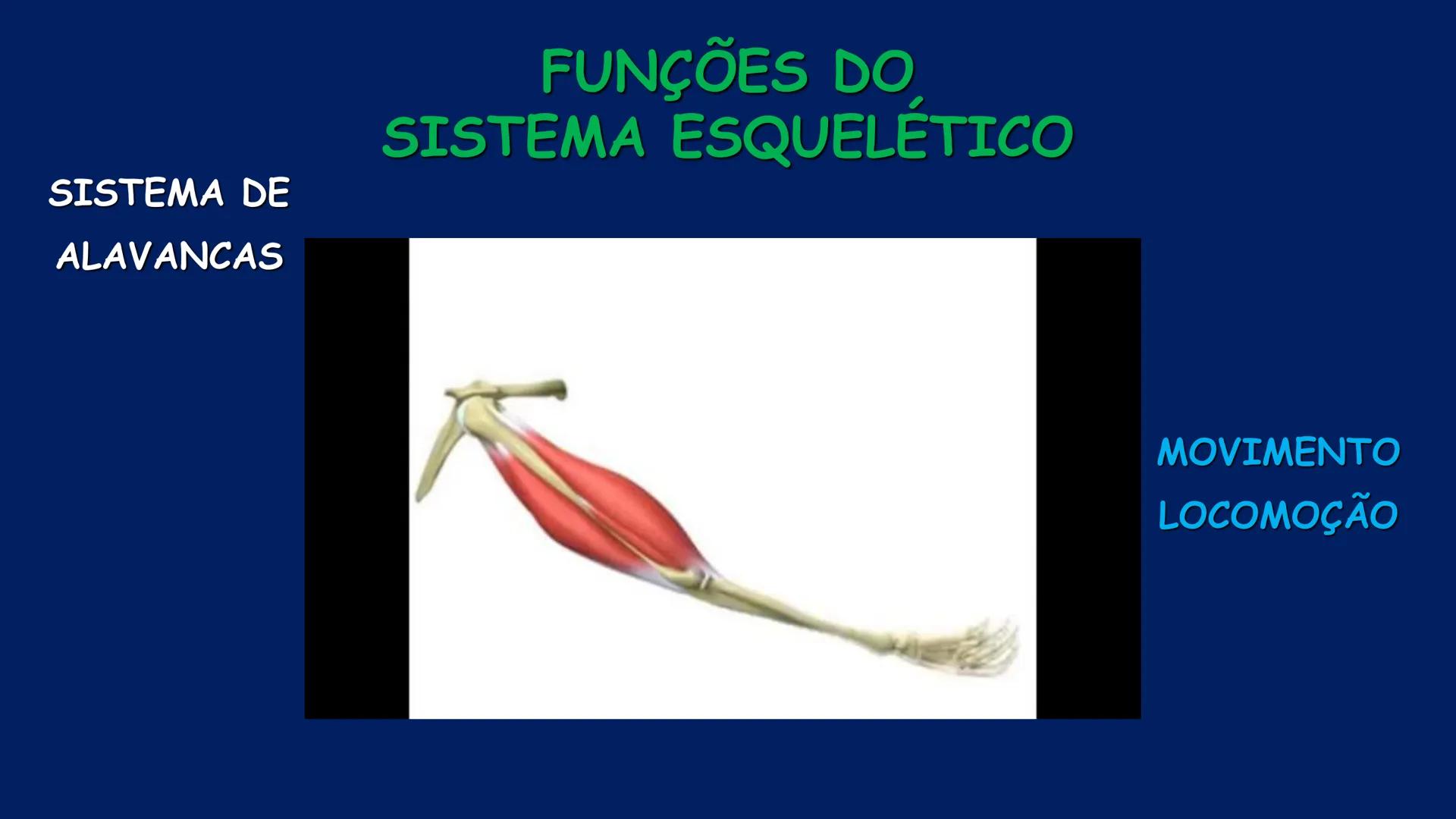 # ESTRUTURA MACROSCÓPICA
DO CORPO HUMANO
Prof. Valdemir Rodrigues Pereira ## Aparelho Locomotor # APARELHO LOCOMOTOR
- Sistema Esquelétic