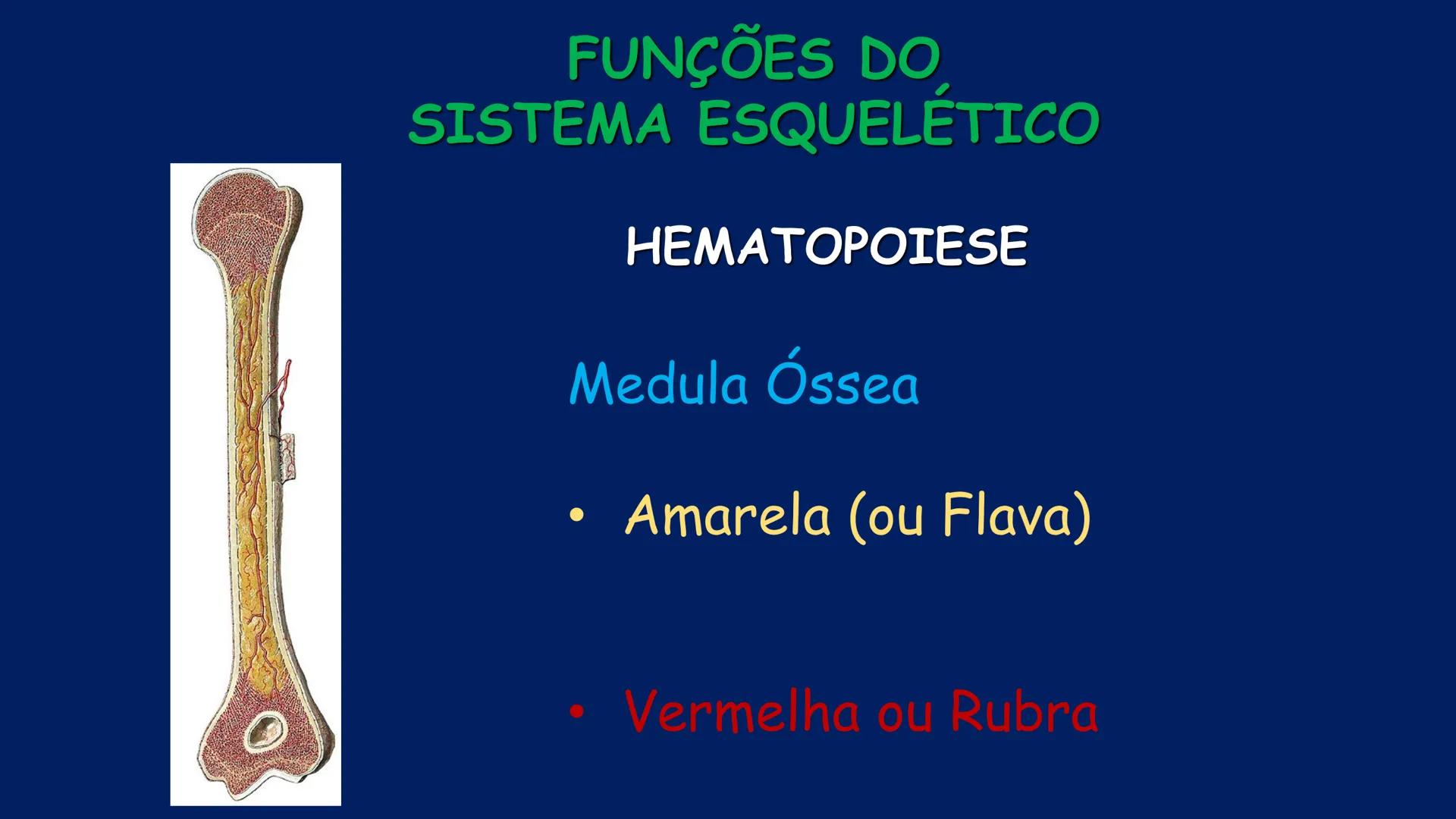 # ESTRUTURA MACROSCÓPICA
DO CORPO HUMANO
Prof. Valdemir Rodrigues Pereira ## Aparelho Locomotor # APARELHO LOCOMOTOR
- Sistema Esquelétic