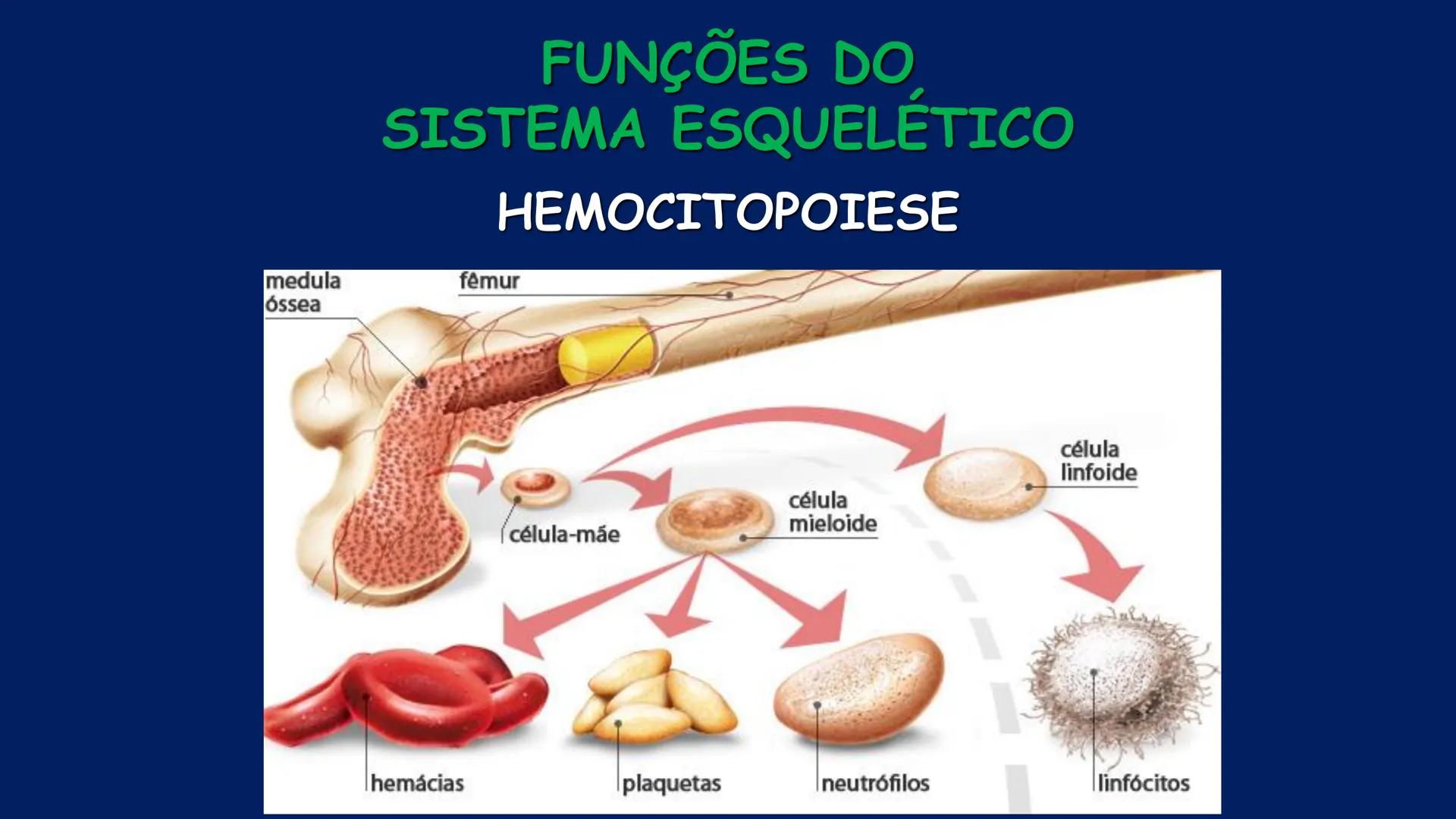 # ESTRUTURA MACROSCÓPICA
DO CORPO HUMANO
Prof. Valdemir Rodrigues Pereira ## Aparelho Locomotor # APARELHO LOCOMOTOR
- Sistema Esquelétic