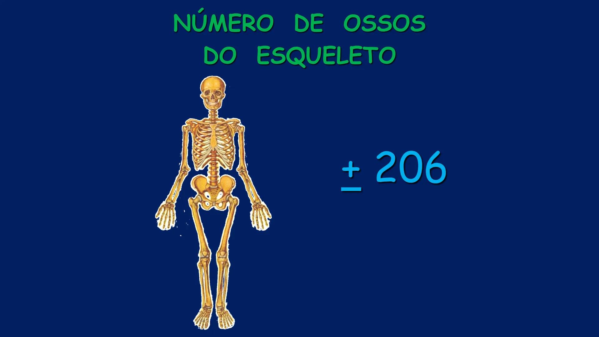 # ESTRUTURA MACROSCÓPICA
DO CORPO HUMANO
Prof. Valdemir Rodrigues Pereira ## Aparelho Locomotor # APARELHO LOCOMOTOR
- Sistema Esquelétic