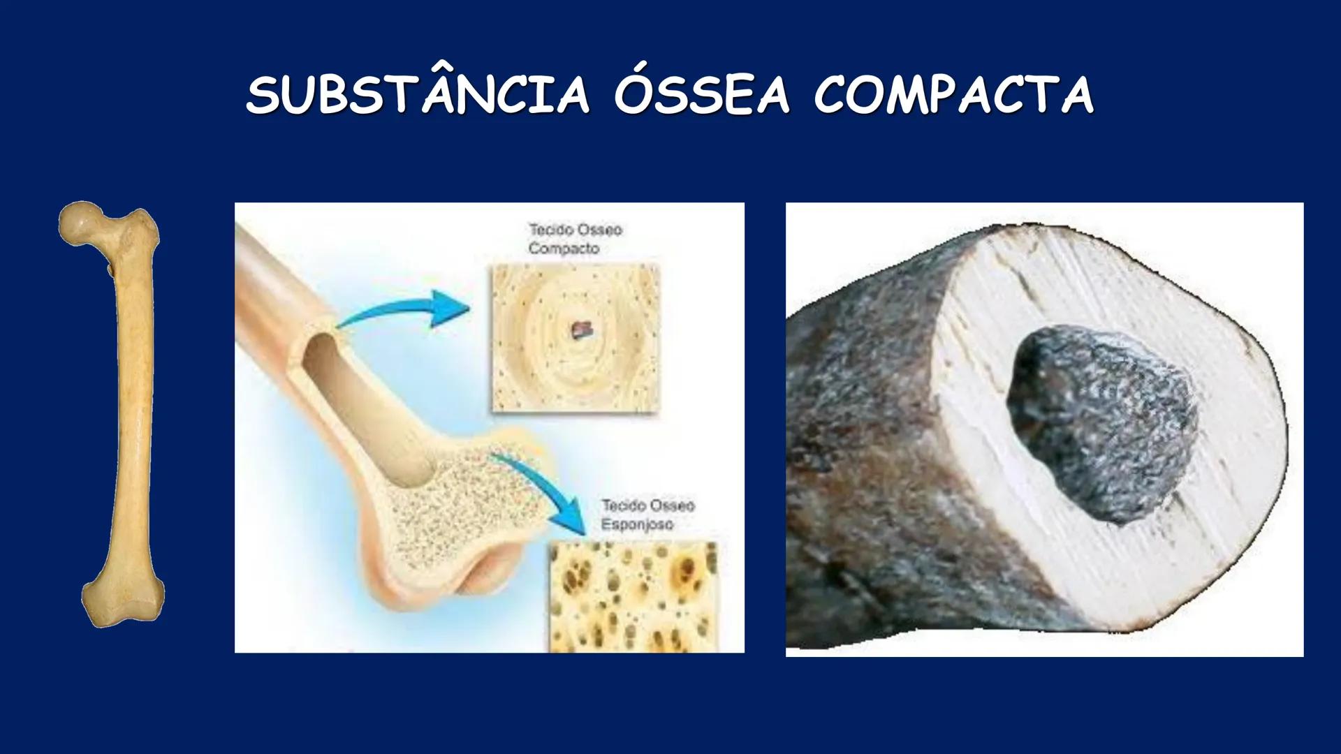 # ESTRUTURA MACROSCÓPICA
DO CORPO HUMANO
Prof. Valdemir Rodrigues Pereira ## Aparelho Locomotor # APARELHO LOCOMOTOR
- Sistema Esquelétic