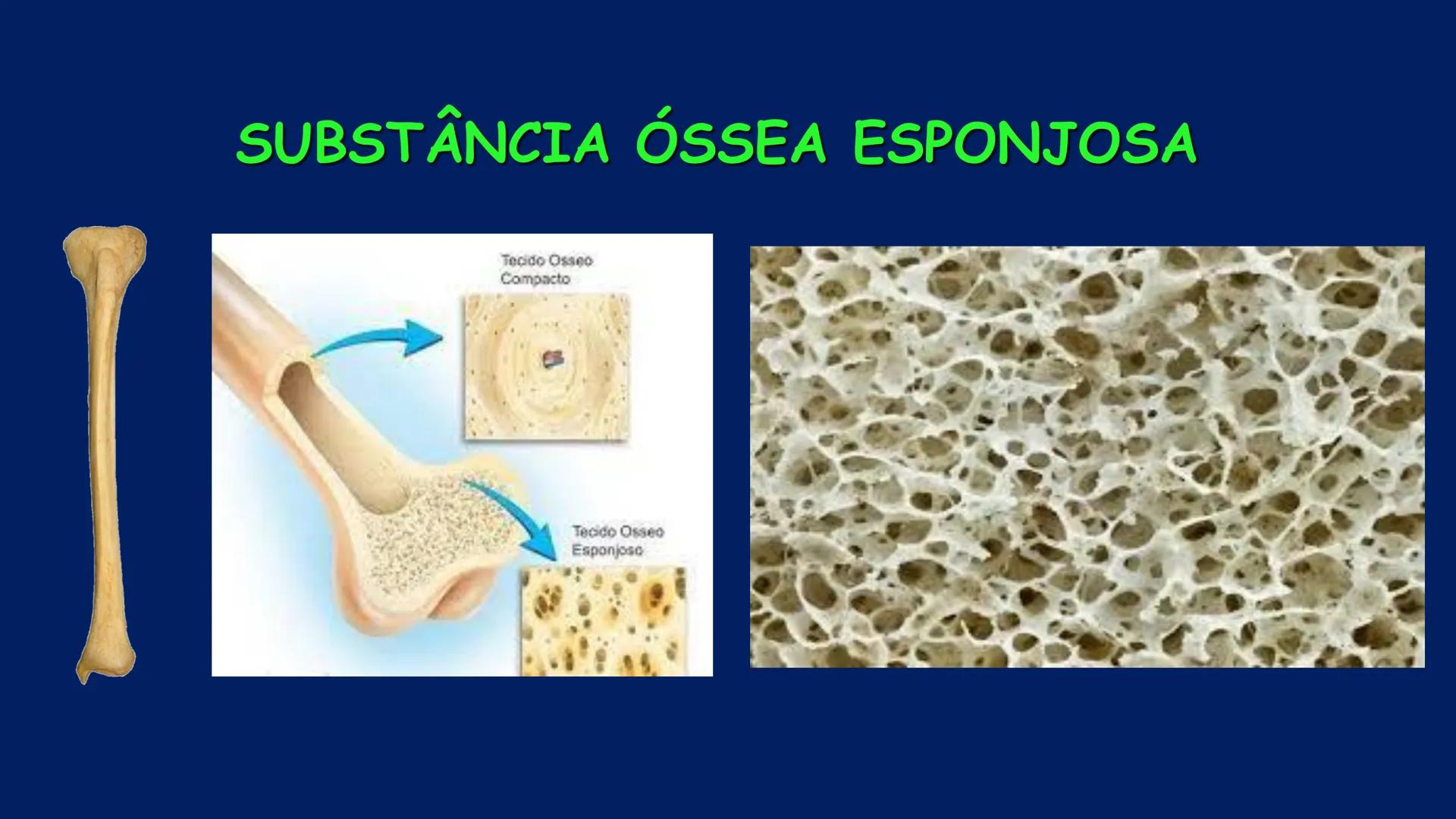 # ESTRUTURA MACROSCÓPICA
DO CORPO HUMANO
Prof. Valdemir Rodrigues Pereira ## Aparelho Locomotor # APARELHO LOCOMOTOR
- Sistema Esquelétic