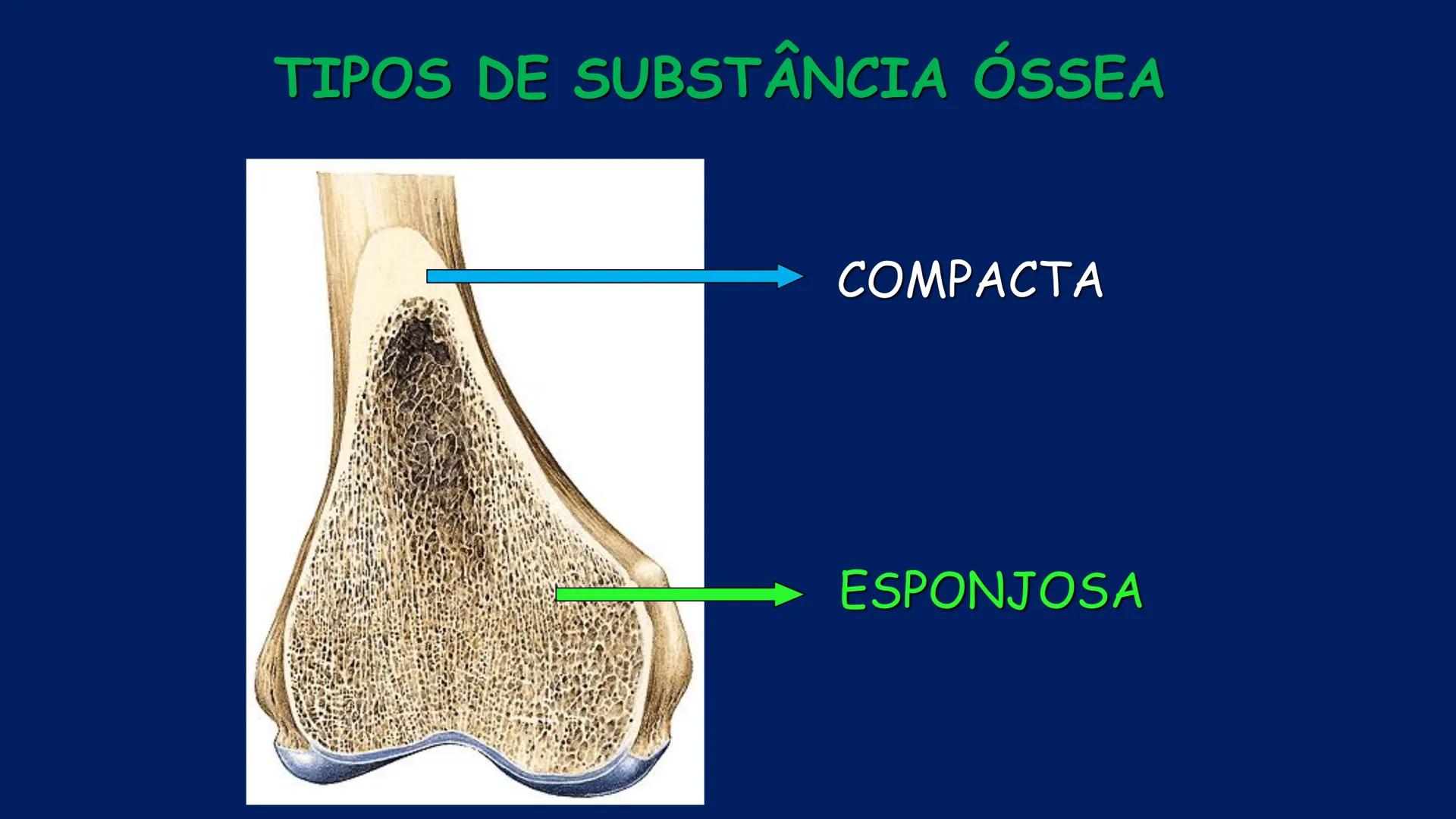 # ESTRUTURA MACROSCÓPICA
DO CORPO HUMANO
Prof. Valdemir Rodrigues Pereira ## Aparelho Locomotor # APARELHO LOCOMOTOR
- Sistema Esquelétic