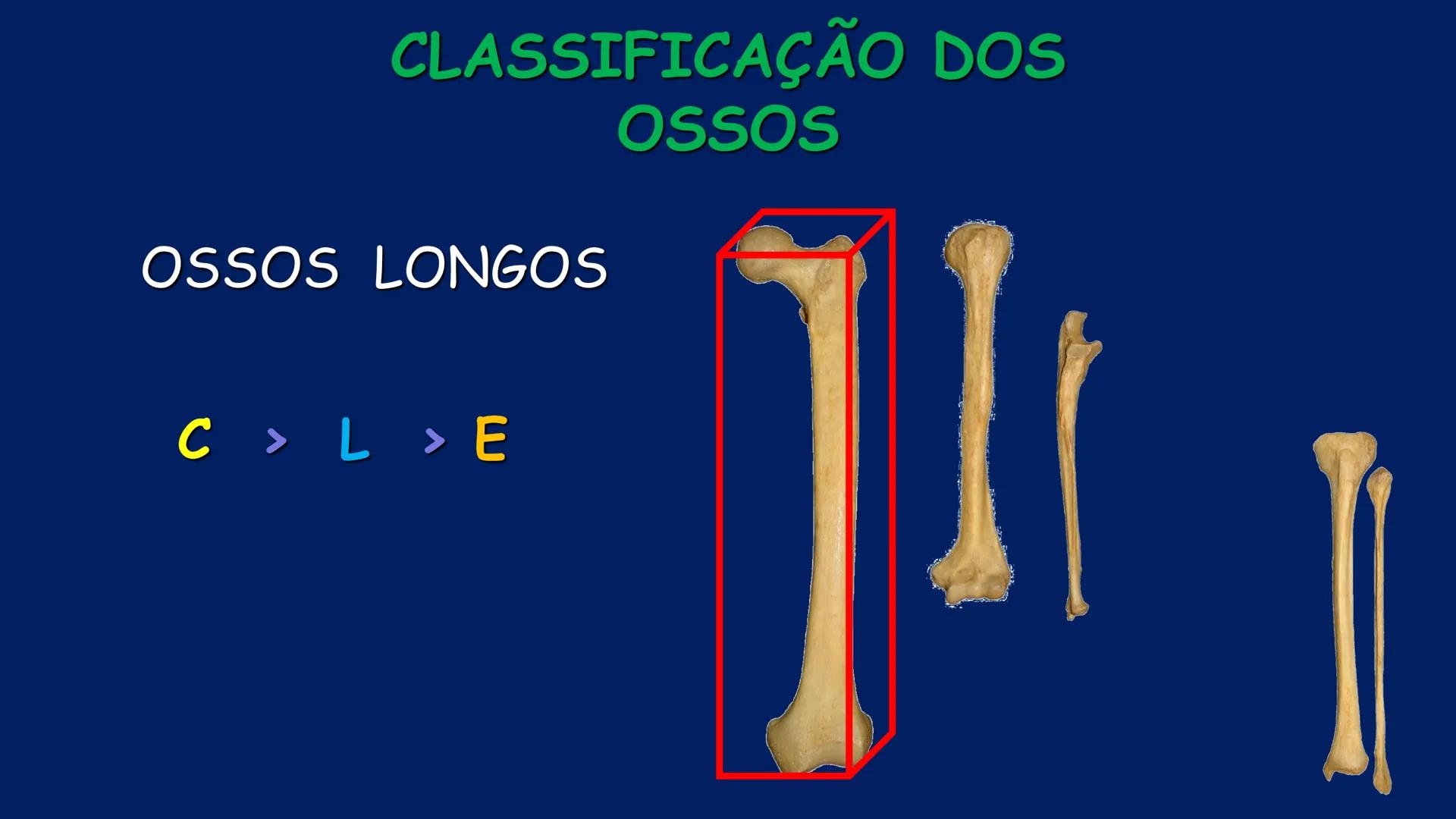 # ESTRUTURA MACROSCÓPICA
DO CORPO HUMANO
Prof. Valdemir Rodrigues Pereira ## Aparelho Locomotor # APARELHO LOCOMOTOR
- Sistema Esquelétic