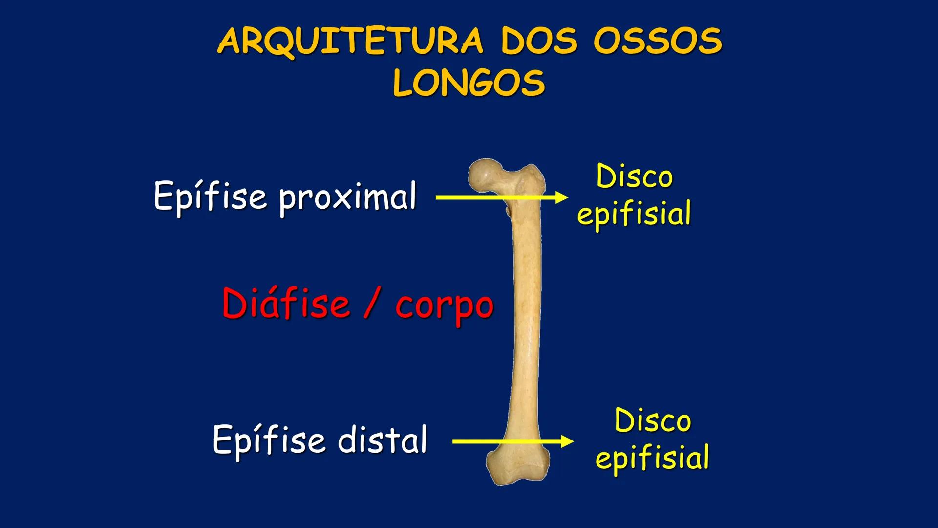 # ESTRUTURA MACROSCÓPICA
DO CORPO HUMANO
Prof. Valdemir Rodrigues Pereira ## Aparelho Locomotor # APARELHO LOCOMOTOR
- Sistema Esquelétic