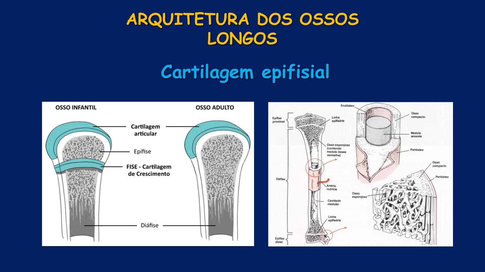 # ESTRUTURA MACROSCÓPICA
DO CORPO HUMANO
Prof. Valdemir Rodrigues Pereira ## Aparelho Locomotor # APARELHO LOCOMOTOR
- Sistema Esquelétic